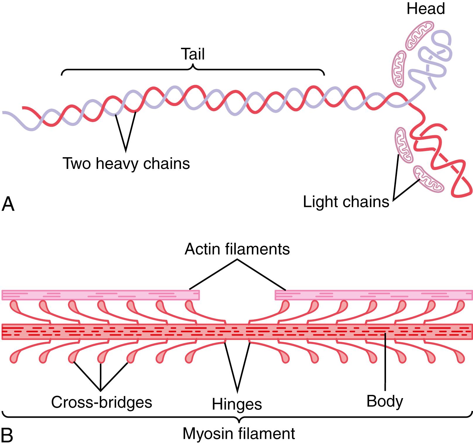 Figure 6-6, A, Myosin molecule. B, Combination of many myosin molecules to form a myosin filament. Also shown are thousands of myosin cross-bridges and interaction between the heads of the cross-bridges with adjacent actin filaments.