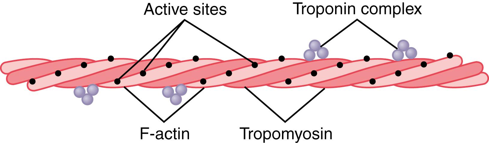 Figure 6-7, Actin filament composed of two helical strands of F-actin molecules and two strands of tropomyosin molecules that fit in the grooves between the actin strands. Attached to one end of each tropomyosin molecule is a troponin complex that initiates contraction.