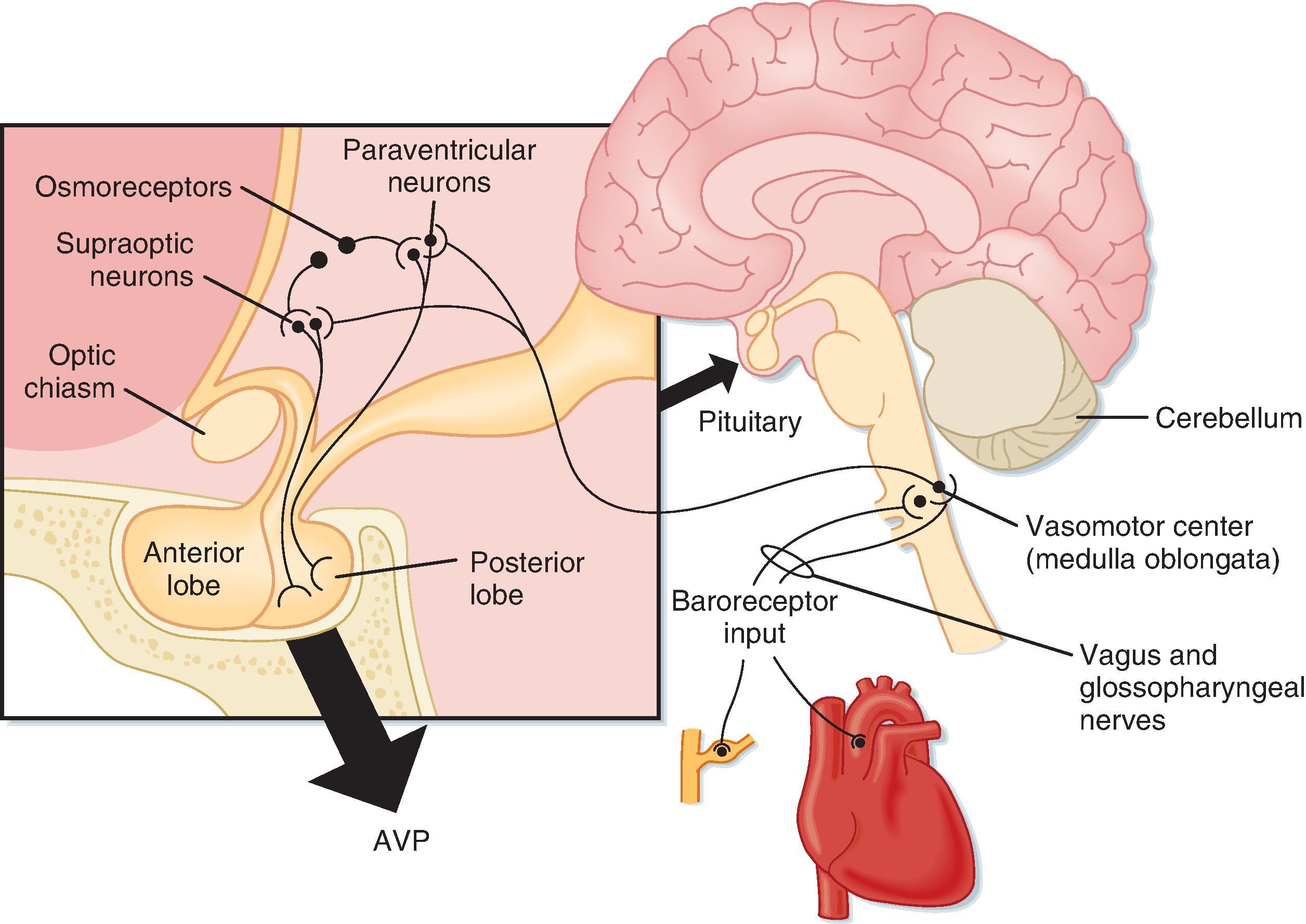 Fig. 35.3, Anatomy of the hypothalamus and pituitary gland (midsagittal section) depicting the pathways for AVP section. Also shown are pathways involved in regulating AVP secretion. Afferent fibers from the baroreceptors are carried in the vagus and glossopharyngeal nerves. The inset box illustrates an expanded view of the hypothalamus and pituitary gland.
