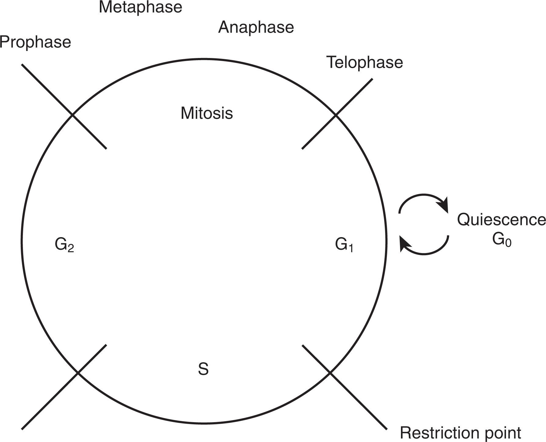 Figure 17.1, THE CELL DIVISION CYCLE.