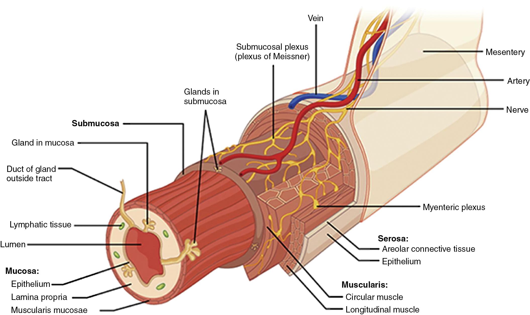 Fig. 25.1, The enteric nervous system (ENS). The myenteric plexus, which controls motility, and the submucosal plexus, which controls secretion and blood flow, make up the ENS.