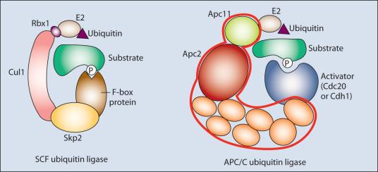 Figure 4.2, Ubiquitin ligases. The Skp1–Cullin1–F-box (SCF) and anaphase-promoting complex/cyclosome (APC/C) ubiquitin ligases play a key role in enabling forward passage through key cell cycle transitions. These ligases are both large complexes that include three core components: a scaffolding protein called a cullin in SCF, a protein that recruits the E2 and its associated ubiquitin molecule, and a specificity factor (called the F-box protein in SCF and the activator in APC/C) that recruits the substrate. SCF and APC/C catalyze polyubiquitination of their substrates, which acts as a signal for substrate degradation by the 26S proteasome. SCF has numerous substrates whose degradation promotes passage through the early stages of the cell cycle, including the cyclin-dependent kinase inhibitor p27 Kip1 , cyclin E, E2F-1, and Cdt1. APC/C is essential for mitotic progression (by promoting degradation of securin and the mitotic cyclins) and for cell cycle exit (by promoting degradation of multiple cell cycle regulators).