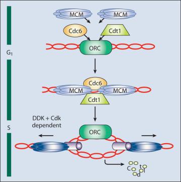 Figure 4.4, Origin licensing and firing. The origin replication complex (ORC) associates with replication origins. During the G 1 phase, Cdc6 and Cdt1 are loaded on chromatin, and they in turn load the mini chromosome maintenance (MCM) complex on chromatin, at which point licensing is considered complete, and the multiprotein complex is called the prereplication complex (pre-RC). Once cells pass the G 1 -to-S transition, this complex is activated to form the preinitiation complex (pre-IC), and DNA replication is initiated. Activation requires both cyclin-dependent kinase (Cdk) and Ddf4-dependent kinase (DDK) activity. It results in recruitment of numerous proteins and activation of the MCM complex, which unwinds the DNA. Subsequently, core components of the replication machinery, including DNA polymerase α and DNA polymerase ε, are recruited to initiation sites. The transition from pre-RC to pre-IC results in inhibition of Cdt1 by ubiquitin-mediated degradation and geminin binding. Origin licensing cannot occur again until activation of anaphase-promoting complex/cyclosome at the end of mitosis allows accumulation of Cdt1.
