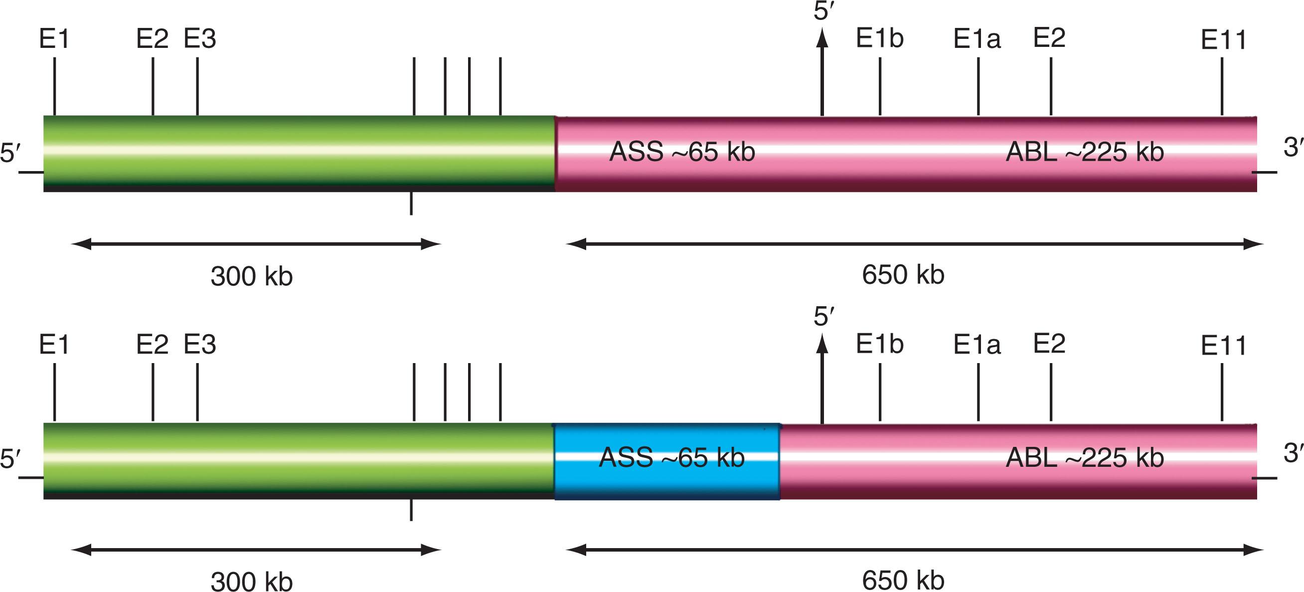 Figure 57.13, SCHEMATIC REPRESENTATION OF THE MOST FREQUENTLY USED BCR-ABL PROBES.