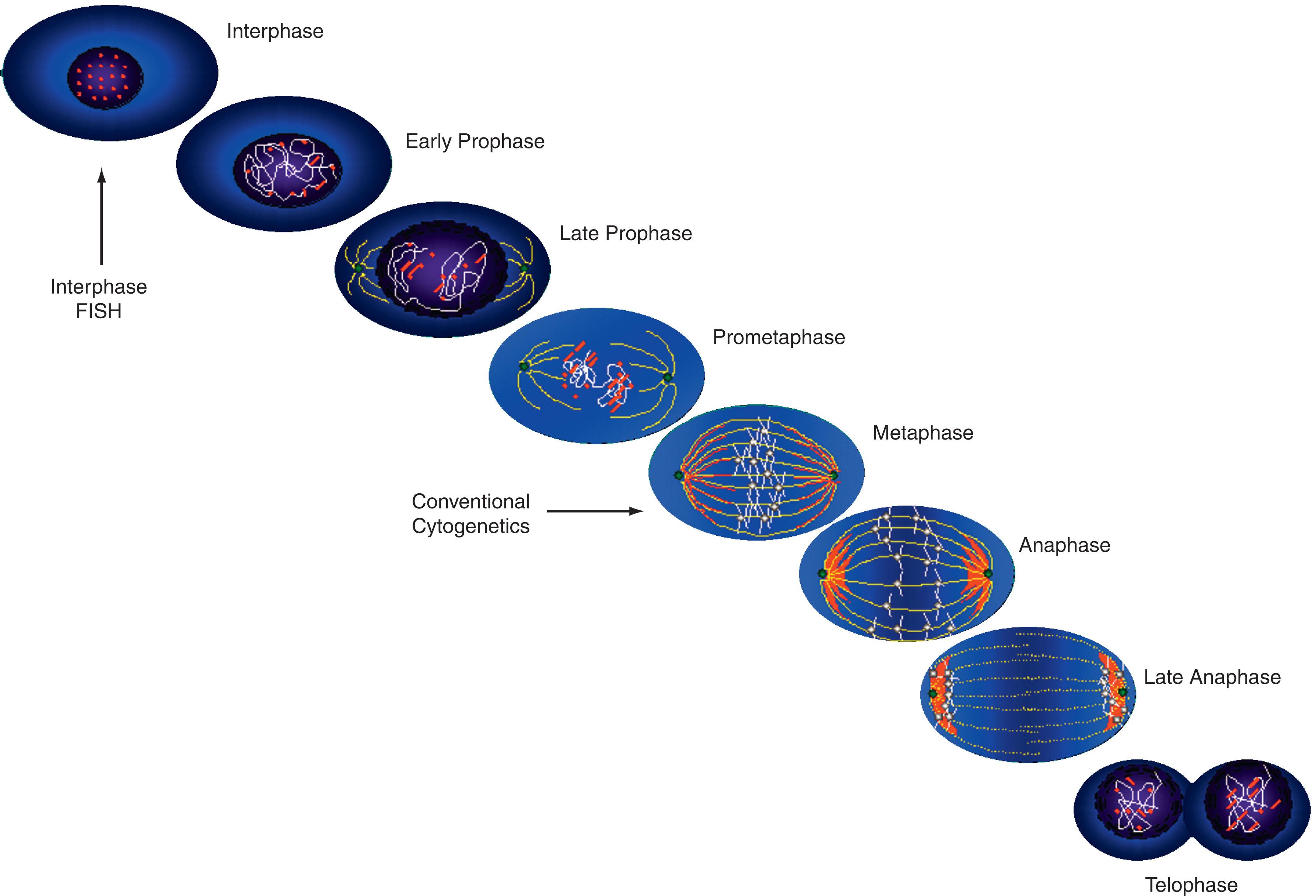 Figure 57.5, SCHEMATIC REPRESENTATION OF CELL DIVISION.