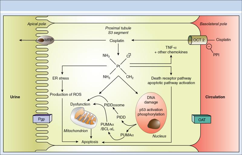 Fig. 16.1, Cisplatin nephrotoxicity. Cisplatin enters the proximal tubular cells through organic cation transporter-2 (OCT2) and accumulates in the cell cytoplasm. Cisplatin-mediated cellular injury involves several mechanisms. Cisplatin induces endoplasmic reticular stress (ER stress) and production of reactive-oxygen species (ROS), resulting in apoptosis. Moreover, cisplatin induces mitochondrial dysfunction, which is also associated with caspase-independent and caspase-dependent apoptosis. Moreover, cisplatin induces deoxyribonucleic acid (DNA) damage with phosphorylation and activation of p53. p53 subsequently induces transcription of apoptic genes such as PUMA- α and PIDD . PIDD forms the PIDDosome and activation of caspase 2 and caspase-independent apoptosis. PUMA-α neutralizes Bcl-XL, resulting in mitochondrial dysfunction and caspase-dependent apoptosis. Finally, cisplatin activates the death receptor pathway apoptosis pathway. Cisplatin also induces inflammation through the production of tumor necrosis factor (TNF)α and other chemokines. MRP , Multidrug-resistant protein; OAT , organic anion transporter; OCT , organic cation transporter; Pgp, P glycoprotein.