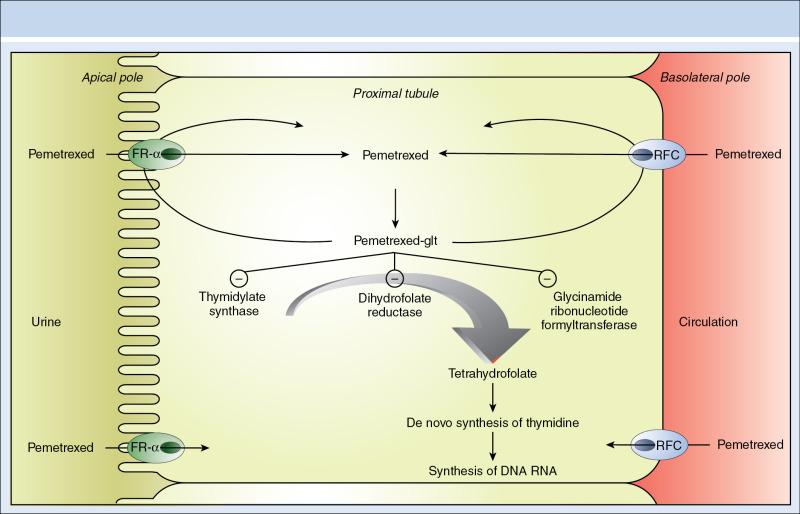 Fig. 16.2, Ifosfamide nephrotoxicity. Ifosfamide is transported in the proximal tubular cells through organic cation transporter-2 (OCT2). Ifosfamide undergoes substantial metabolization with the production of acrolein (responsible for bladder irritation and hemorrhagic cystitis) and chloroacetaldehyde (responsible for development of proximal tubulopathy). In this figure, the metabolism of ifosfamide is represented in the renal tubular cells, while this happens mainly in liver cells. FR-α , folate receptor-alpha; RFC, reduced folate carrier.