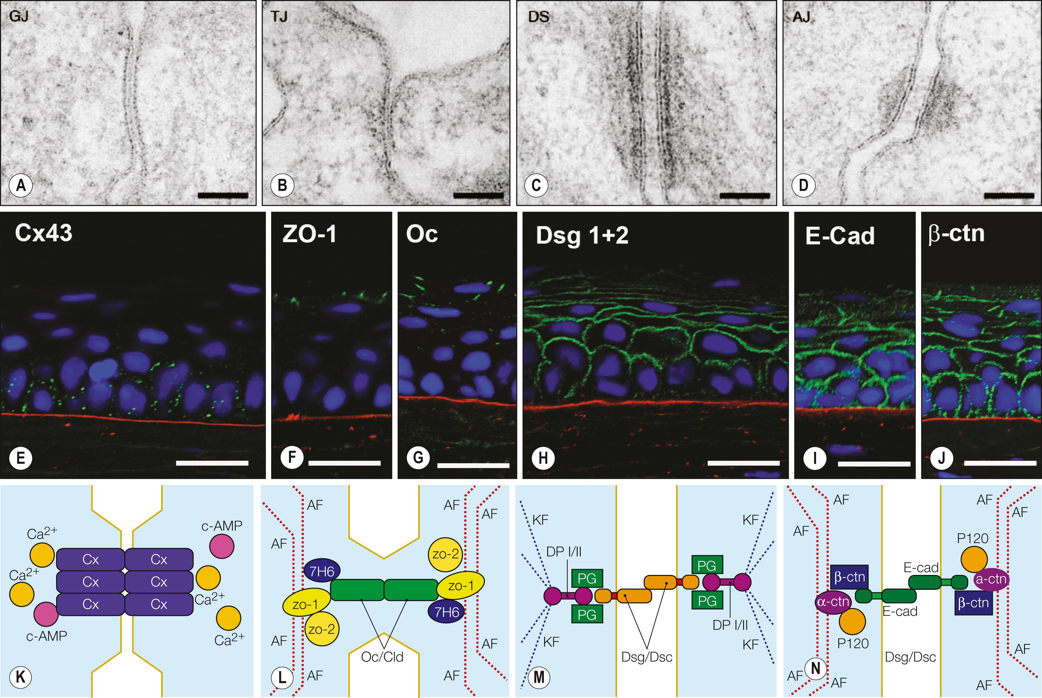 Fig. 1.5, Intercellular junctions in the corneal epithelium. ( A–D ) Transmission electron micrographs of the human corneal epithelium. Scale bars: 50 nm. ( E–J ) Immunofluorescence micrographs of the rat corneal epithelium stained with antibodies to the indicated proteins. Scale bars: 20 μm. ( K–N ) Schematic representation of intercellular junctions in the corneal epithelium. 7H6 , 7H6 antigen; AF , actin filament; AJ , adherens junction; α- and β-ctn , α- and β-catenin; c-AMP , cyclic adenosine monophosphate; Cld , claudin; Cx43 , connexin 43; DP I/II , desmoplakin I or II; DS , desmosome; Dsc , desmocollin; Dsg 1+2 , desmogleins 1 and 2; E-cad , E-cadherin; GJ , Gap junction; KF , keratin filament; Oc , occludin; P120 , P120 catenin; PG , plakoglobin; TJ , tight junction; zo-1 and -2 , zonula occludens-1 and -2.