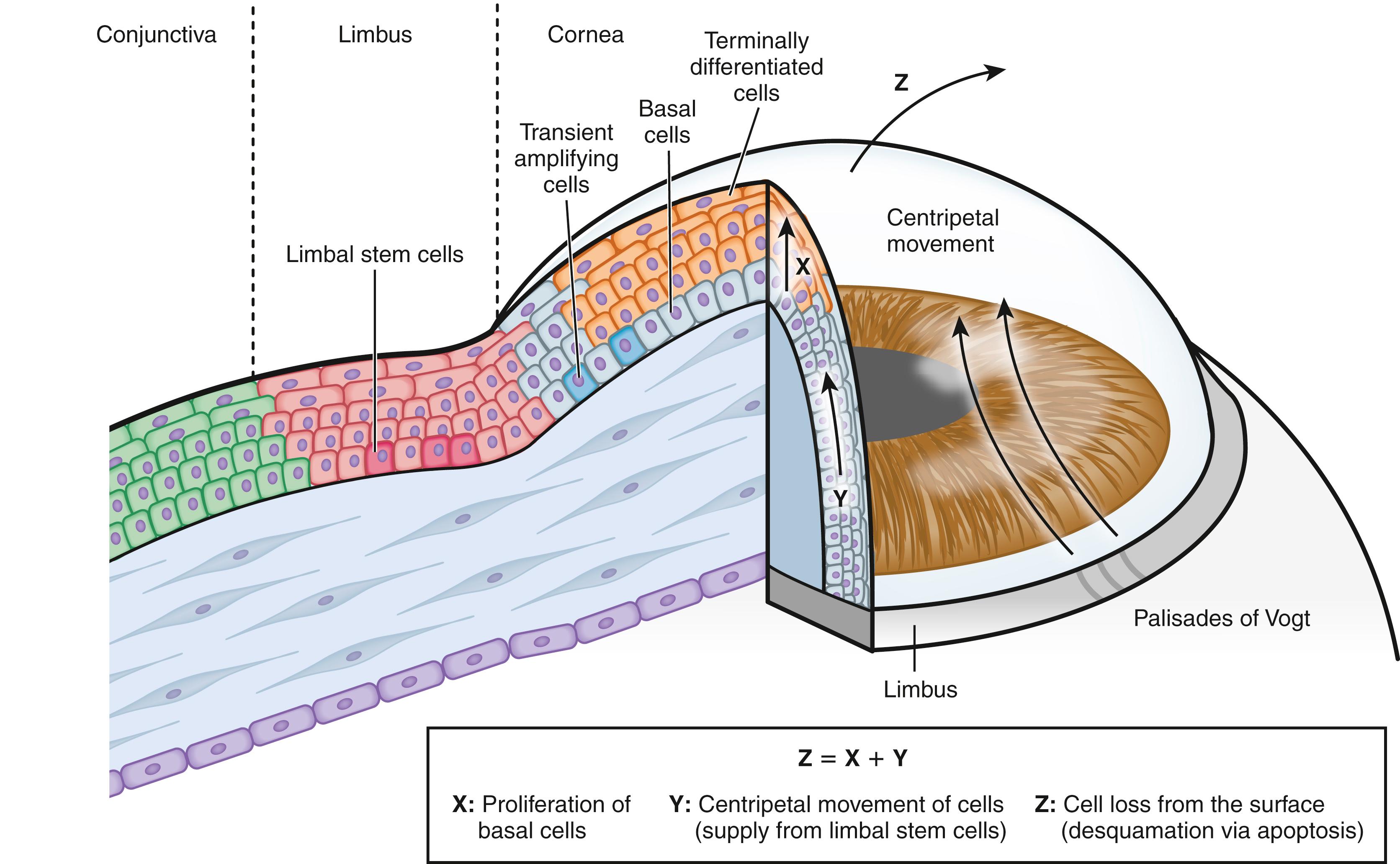 Fig. 1.6, Lineage of corneal epithelial cells. Stem cells thought to reside in the basal cell layer at the limbus proliferate asymmetrically to yield a daughter stem cell and a transit amplifying cell, the progeny of which move centripetally toward the center of the cornea to become basal corneal epithelial cells. These newly generated basal cells proliferate symmetrically and then differentiate consecutively into wing cells and superficial cells, the latter of which undergo apoptosis and consequent desquamation.