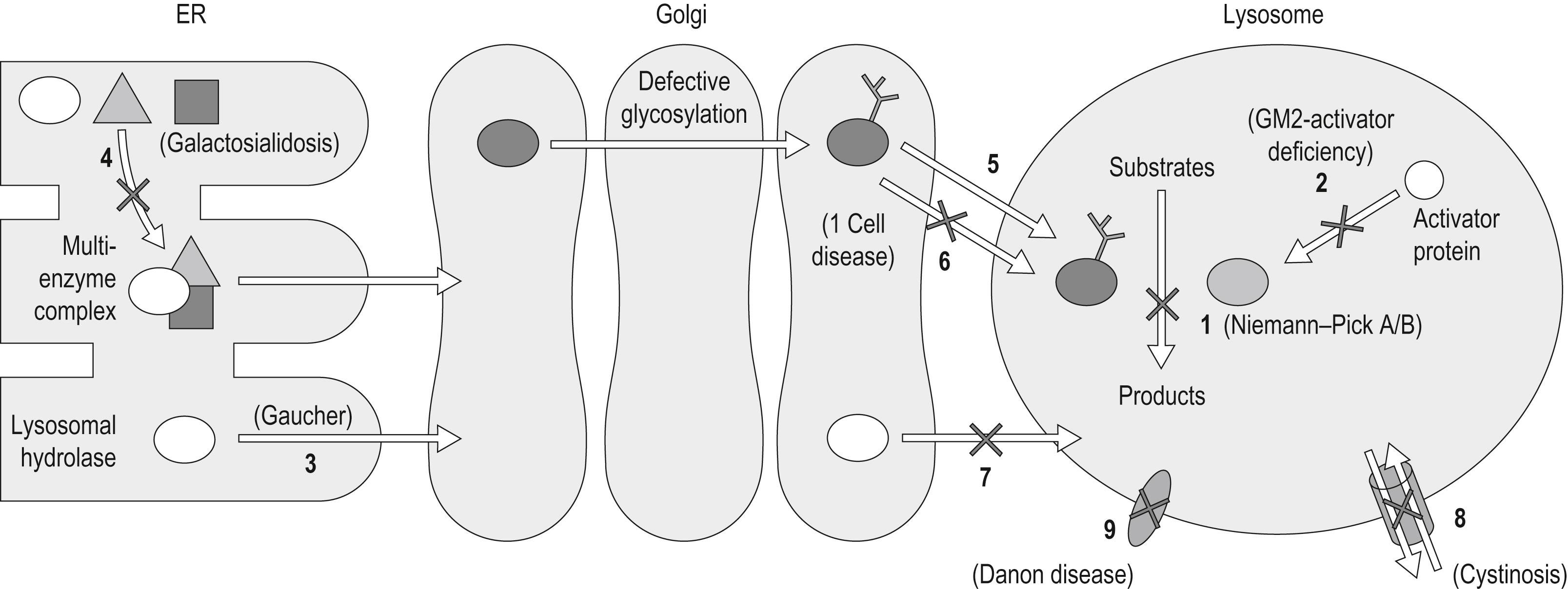 Fig. 58.3, The biochemical and cellular basis of lysosomal storage disorders (LSDs). Most mutations in LSD result in the delivery of a defective enzyme that has a reduced catalytic activity to lysosomes (1) . In some cases, a protein that is required for optimal hydrolase activity is defective or absent (2) . LSD can be caused by defective transport of a lysosomal hydrolase out of the endoplasmic reticulum (ER) due to a mutation that causes misfolding (3) . A defective transport of a lysosomal hydrolase out of the ER due to the lack of a required multienzyme complex can also lead to LSD (4) . In the Golgi, defective glycosylation could result in an enzyme with reduced catalytic activity (5) . Alternatively, defective glycosylation in the Golgi could produce an enzyme that cannot reach lysosomes, as it cannot bind to mannose-6-phosphatase receptors (6) . Defects in other transport steps from the Golgi could also lead to LSD (7) . Several LSDs are caused by defects in the integral lysosomal membrane proteins. These include defects in transporters (8) , or in proteins involved in vital regulatory events of lysosomal function (9) . In this figure lysosomal hydrolases are shown in various shades of blue, and a relevant LSD example is shown for each defect when one is known.