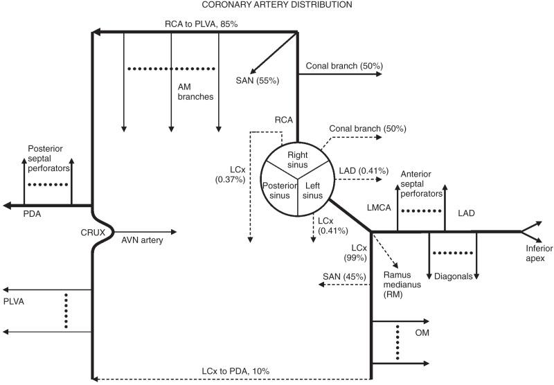 Figure 77.1, Coronary artery distribution diagram.