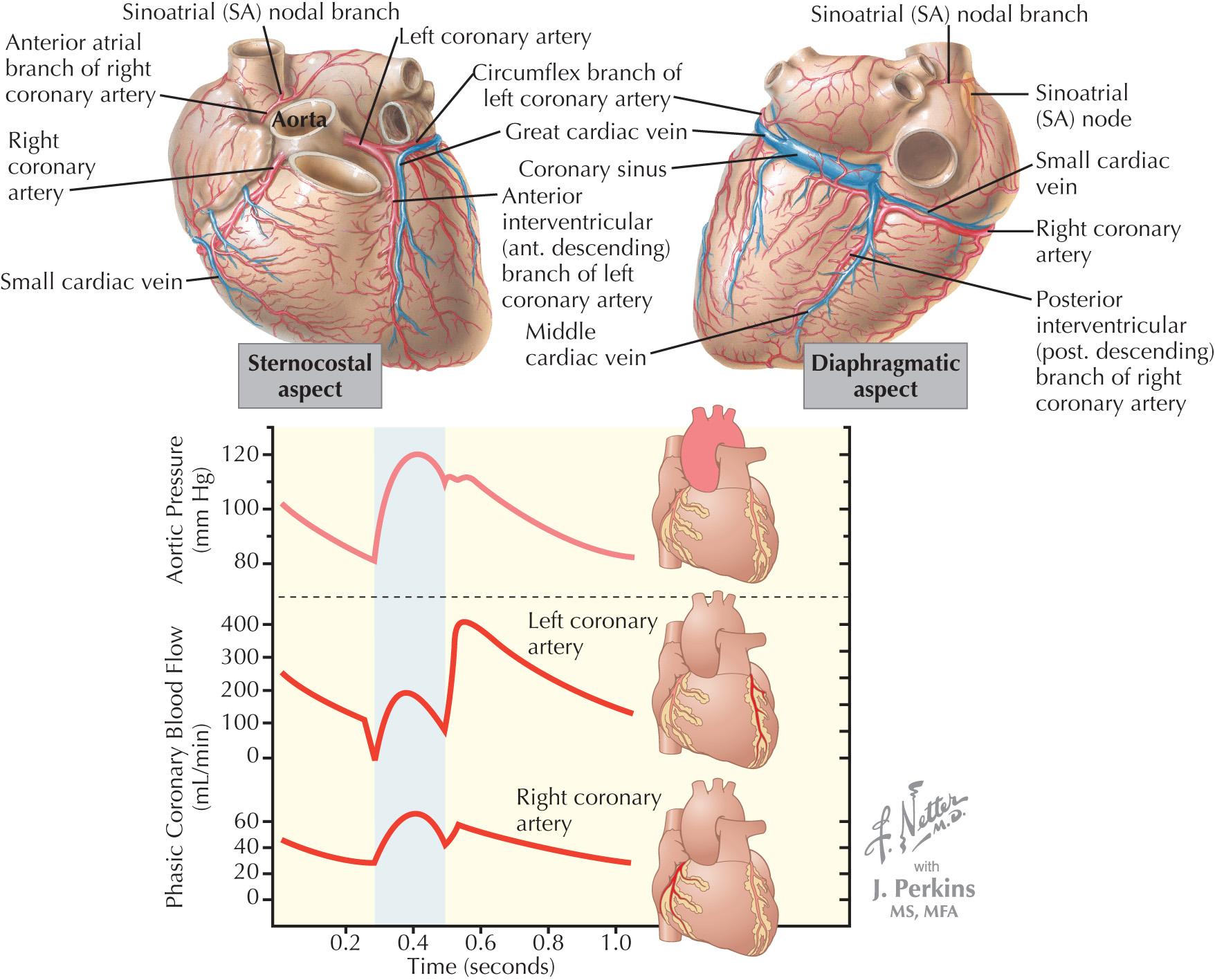 FIG 26.1, Coronary Blood Flow.