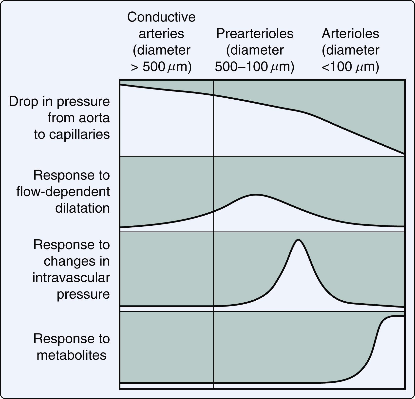 Figure 6.1, Functional anatomy of coronary arterial system.