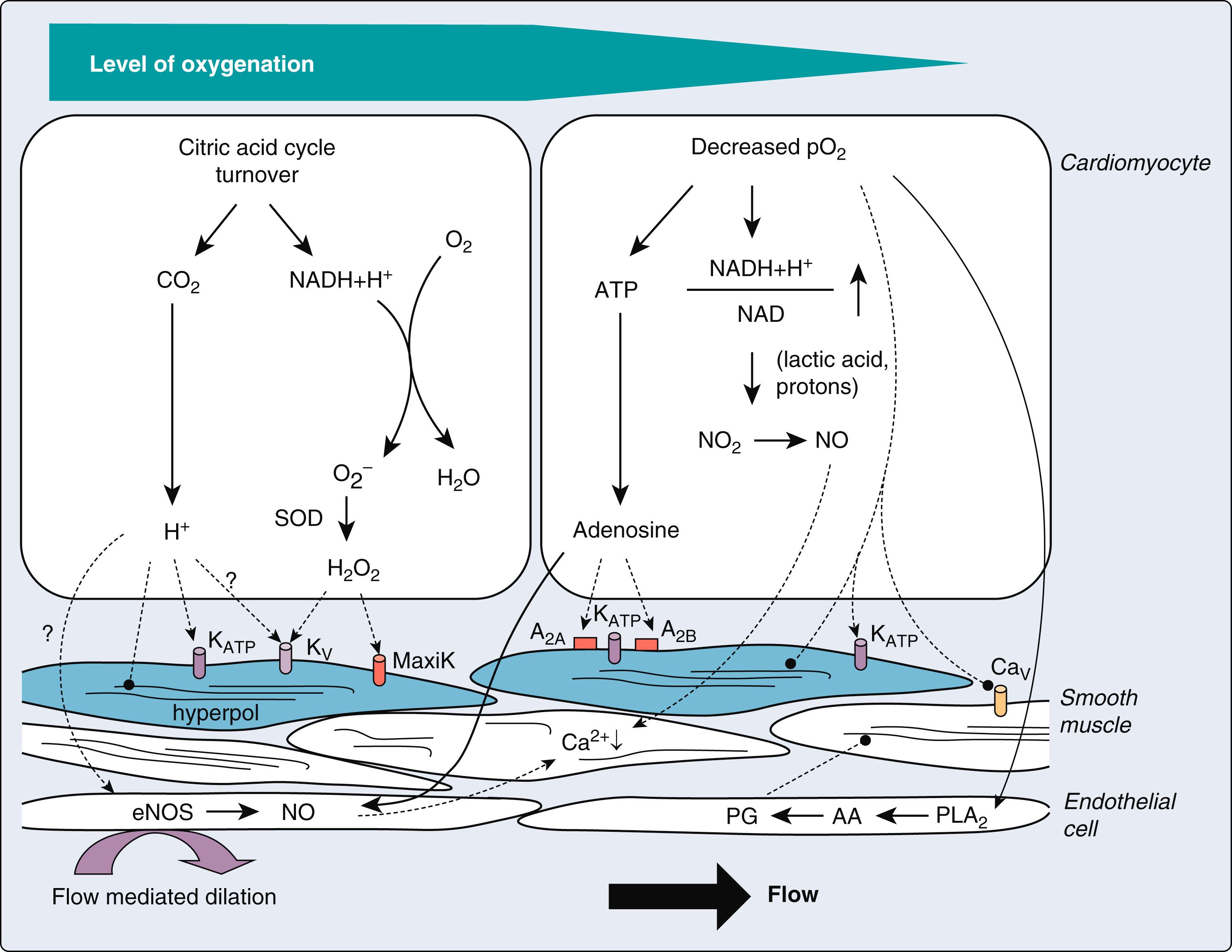 Figure 6.5, Proposed mechanisms for metabolic regulation of coronary blood flow. The mechanisms are differentiated between physiological conditions (unchanged level of myocardial oxygenation; left side of the diagram) and pathological conditions (decreased myocardial oxygenation; right side). When tissue oxygenation is adequate, carbon dioxide ( CO 2 ; produced in the citric acid cycle) and superoxide anion ( O 2 − ; produced in the mitochondria and converted to hydrogen peroxide in the sarcoplasm) act in a “feed-forward” manner to match coronary blood flow to an increased myocardial oxygen demand. Release of NO from the vascular endothelium and an opening of K ATP channels in vascular smooth muscle are important downstream effectors. When tissue oxygenation is reduced (eg, in the presence of a coronary stenosis), other mediators, most notably adenosine, also contribute to dilation of coronary resistance vessels. A 2A , A 2B , Adenosine subtype 2A and 2B receptors; AA , arachidonic acid; Ca V , voltage-gated Ca 2+ channels; eNOS , endothelial nitric oxide synthase; O 2 − , superoxide anion; PG , prostaglandins; PLA 2 , phospholipase A 2 ; SOD , superoxide dismutase.