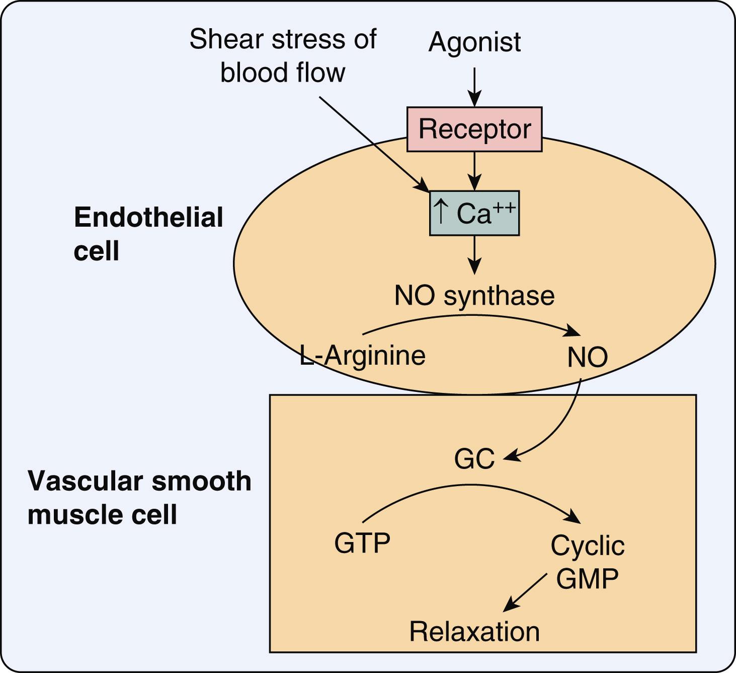 Figure 6.6, Diagram showing the signal-transduction pathway for the vasodilator effect of endothelium-derived NO. cyclic GMP , Cyclic guanosine monophosphate; GTP , guanosine triphosphate; NO , nitric oxide.