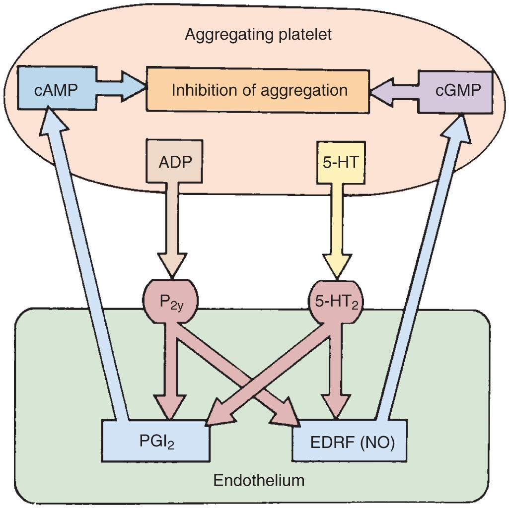 Fig. 5.2, Inhibition of platelet adhesion and aggregation by intact endothelium. Aggregating platelets release adenosine diphosphate (ADP) and serotonin (5-HT), which stimulate the synthesis and release of prostacyclin ( PGI 2 ) and endothelium-derived relaxing factor ( EDRF; nitric oxide [NO] ), which diffuse back to the platelets and inhibit further adhesion and aggregation and can cause disaggregation. PGI 2 and EDRF act synergistically by increasing platelet cyclic adenosine monophosphate (cAMP) and cyclic guanosine monophosphate (cGMP), respectively. By inhibiting platelets and also increasing blood flow by causing vasodilation, PGI 2 and EDRF can flush away microthrombi and prevent thrombosis of intact vessels. P 2y , Purinergic receptor.