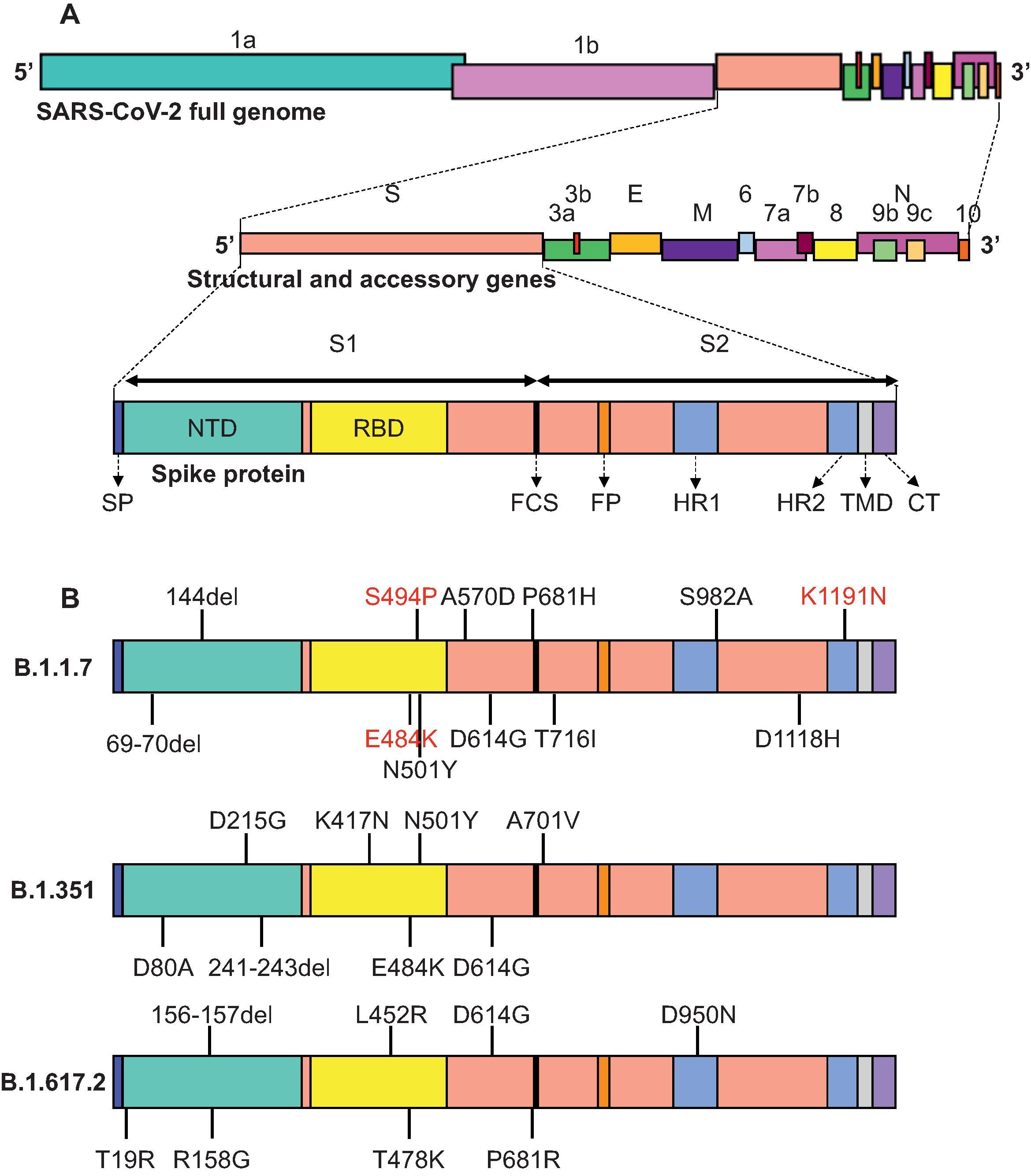 Fig. 17.1, Schematic of SARS-CoV-2 genome and spike protein.