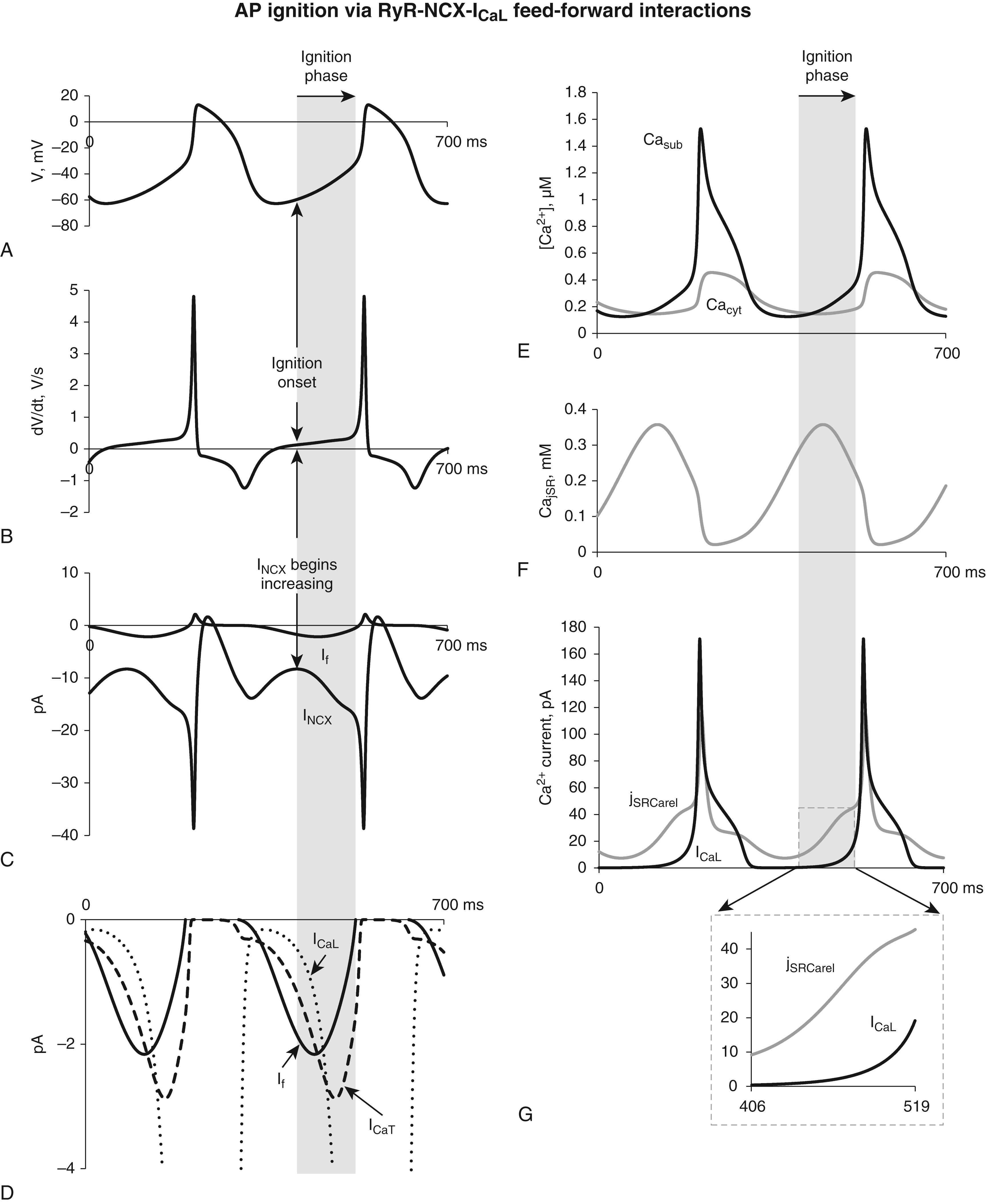 Fig. 25.2, New concept of AP ignition via RyR-NCX- I CaL feed-forward interactions.