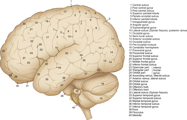 FIGURE 1-1, Surface anatomy of the brain from a lateral view. Gyri are labeled in this figure.