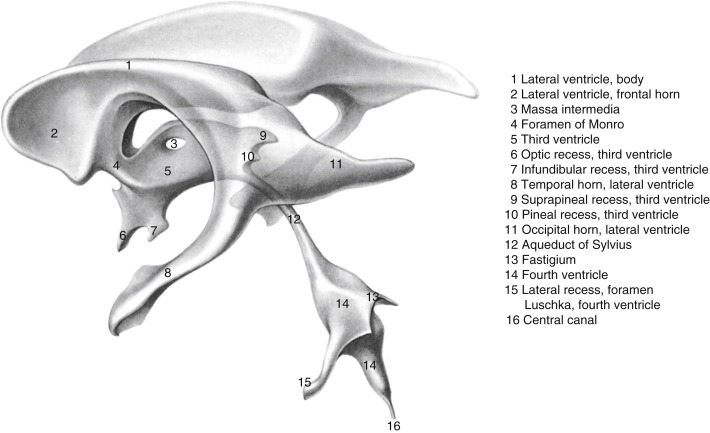 FIGURE 1-11, Ventricular system of the brain. Three-dimensional diagram of the ventricular system of the brain is labeled.