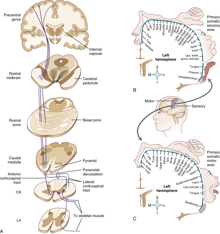 FIGURE 1-15, A, Corticospinal tracts. Fibers from the precentral gyrus and other nearby cortical areas descend through the cerebral peduncles, pons, and medullary pyramids; most cross in the pyramidal decussation to form the lateral corticospinal tract. Those that do not cross in the pyramidal decussation form the anterior corticospinal tract; most of these fibers cross in the anterior white commissure before ending in the spinal gray matter. Most corticospinal fibers do not synapse directly on the motor neurons. They are drawn that way here for simplicity. Primary somatic sensory (B) and motor (C) areas of the cortex, coronal view. The body parts illustrated here show which parts of the body are “mapped” to correlates in each cortical area. The exaggerated face indicates that more cortical area is devoted to processing information to/from the many receptors and motor units than for the leg or arm, for example.