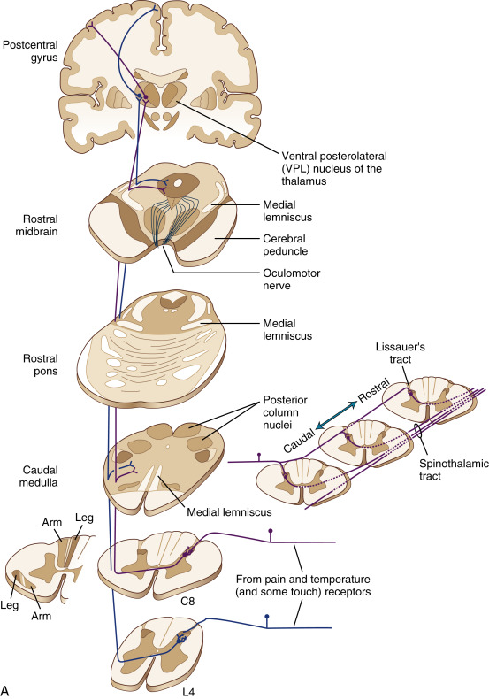 FIGURE 1-17, The sensory pathways of the body. A, Spinothalamic tract. Pain, temperature, and some touch and pressure afferents end in the posterior horn. Second- or higher-order fibers cross the midline, form the spinothalamic tract, and ascend to the ventral posterolateral (VPL) nucleus of the thalamus (and also to other thalamic nuclei not indicated in this figure). Thalamic cells then project to the somatosensory cortex of the postcentral gyrus and to other cortical areas (also not indicated in this figure). Along their course through the brain stem, spinothalamic fibers give off many collaterals to the reticular formation. The inset to the left shows the lamination of fibers in the posterior columns and the spinothalamic tract, in a leg-lower trunk-upper trunk-arm sequence. The inset to the right shows the longitudinal formation of the spinothalamic tract. Primary afferents ascend several segments in Lissauer’s tract before all their branches terminate; fibers crossing to join the spinothalamic tract do so with a rostral inclination. As a result, a cordotomy incision at any given level will spare most of the information entering the contralateral side of the spinal cord at that level, and to be effective the incision must be made several segments rostral to the highest dermatomal level of pain. B, Posterior column-medial lemniscus pathway. Primary afferents carrying tactile and proprioceptive information synapse in the posterior column nuclei of the ipsilateral medulla. The axons of second-order cells then cross the midline, form the medial lemniscus, and ascend to the ventral posterolateral nucleus of the thalamus. Third-order fibers then project to the somatosensory cortex of the postcentral gyrus. A somatotopic arrangement of fibers is present at all levels. The beginning of this somatotopic arrangement, as a lamination of fibers in the posterior columns, is indicated in the inset to the right. FC, Faciculus cuneatus; FG, faciculus gracilis.