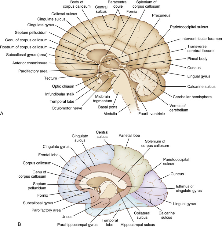 FIGURE 1-2, A, Midsagittal view of the brain. B, Midsagittal view of the left cerebral hemisphere illustrating the major cortical lobes. Frontal lobe (blue), parietal lobe (green), occipital lobe (purple), temporal lobe (teal), and limbic lobe (pink).