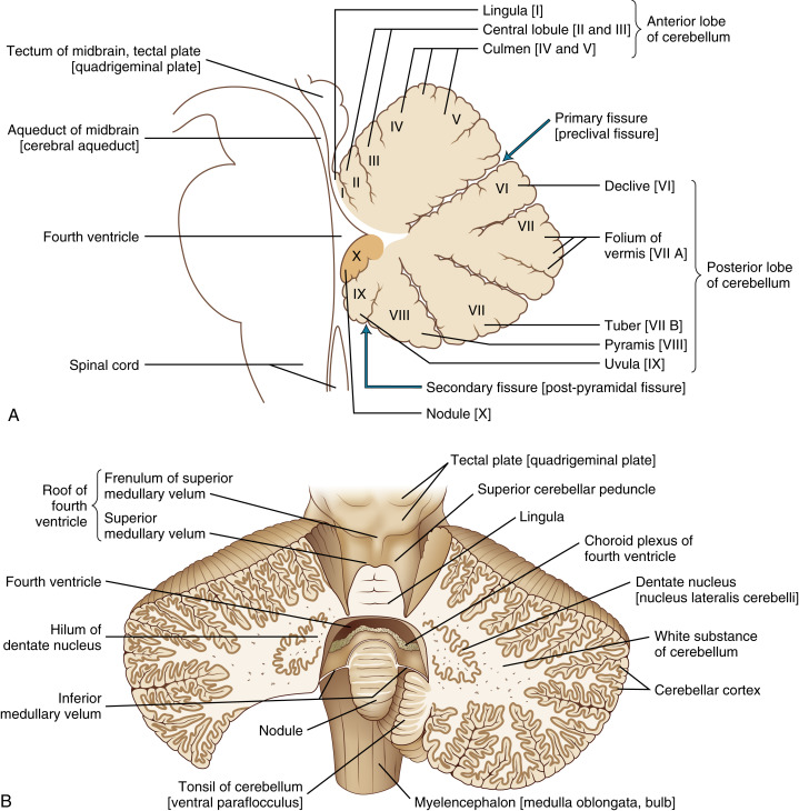 FIGURE 1-8, Cerebellar anatomy. A, The parts of the cerebellar vermis. Diagram of a median section. B, Coronal diagram of the cerebellar lobes and their lobules.