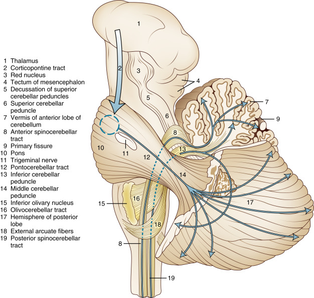 FIGURE 1-9, The afferent systems of the cerebellum (lateral view). The left half of the anterior lobe of the cerebellum was removed. The archeocerebellum was separated and removed caudally from the middle cerebellar peduncle.