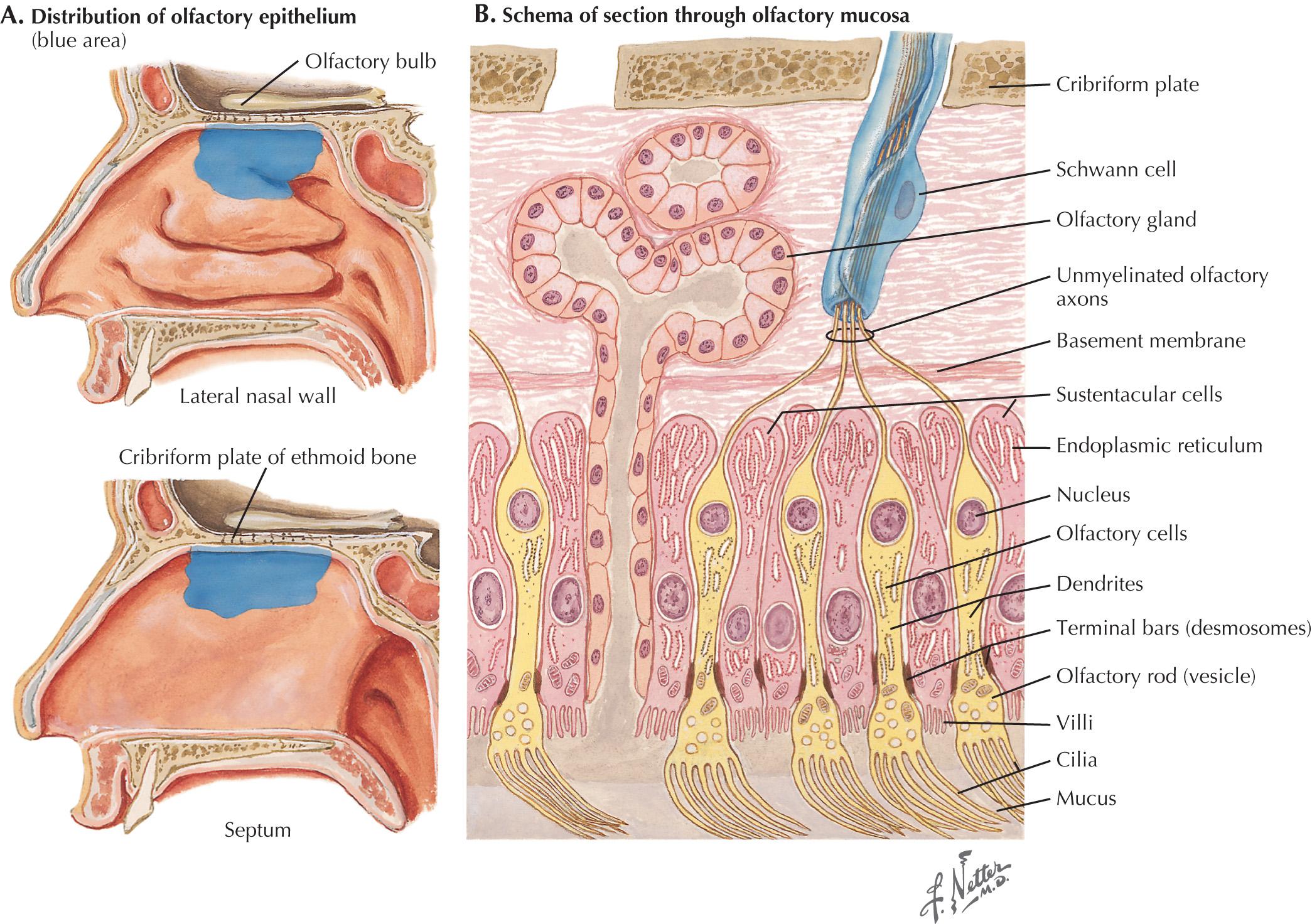 Fig. 4.1, Olfactory Receptors.