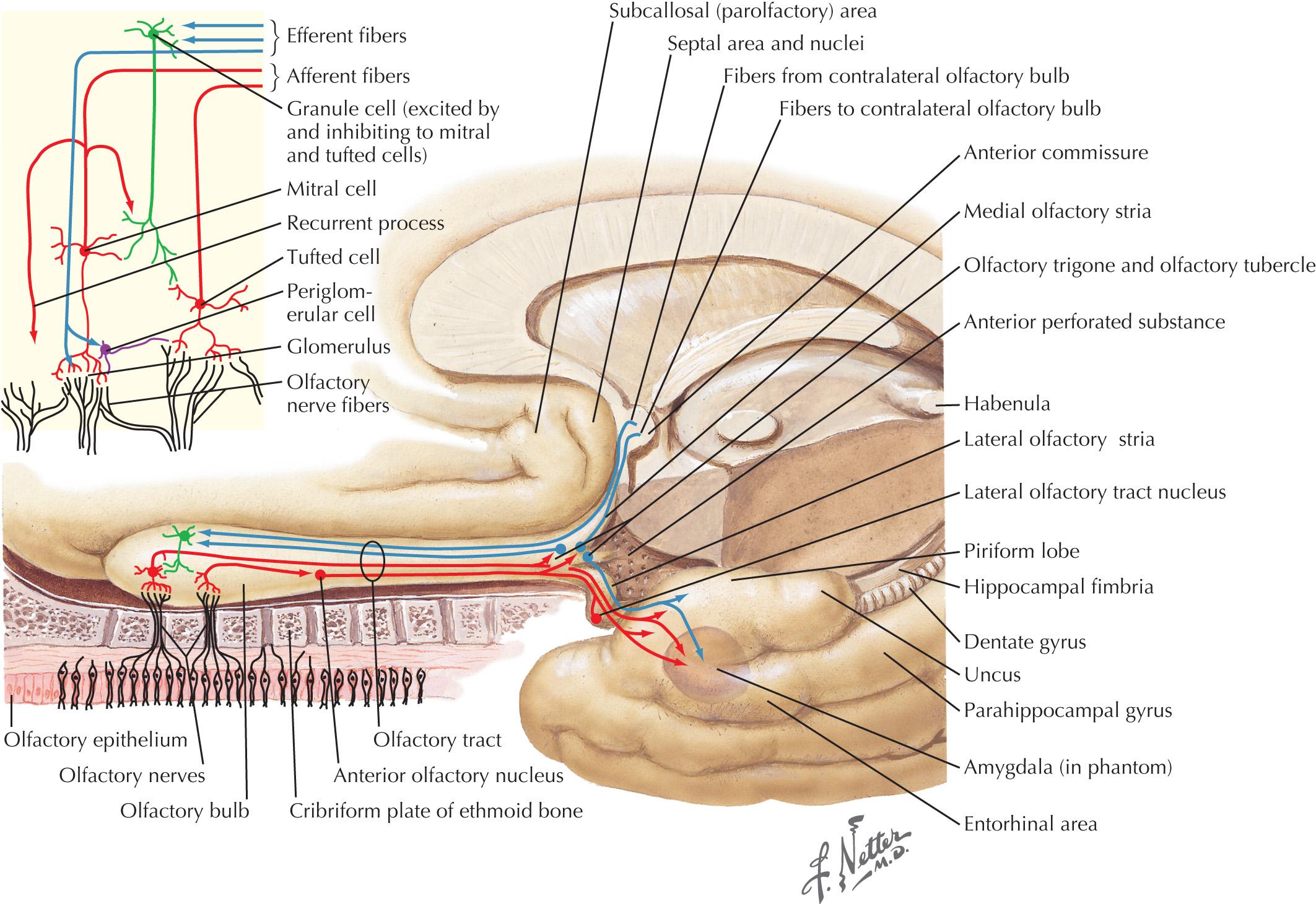 Fig. 4.2, Olfactory Pathways.