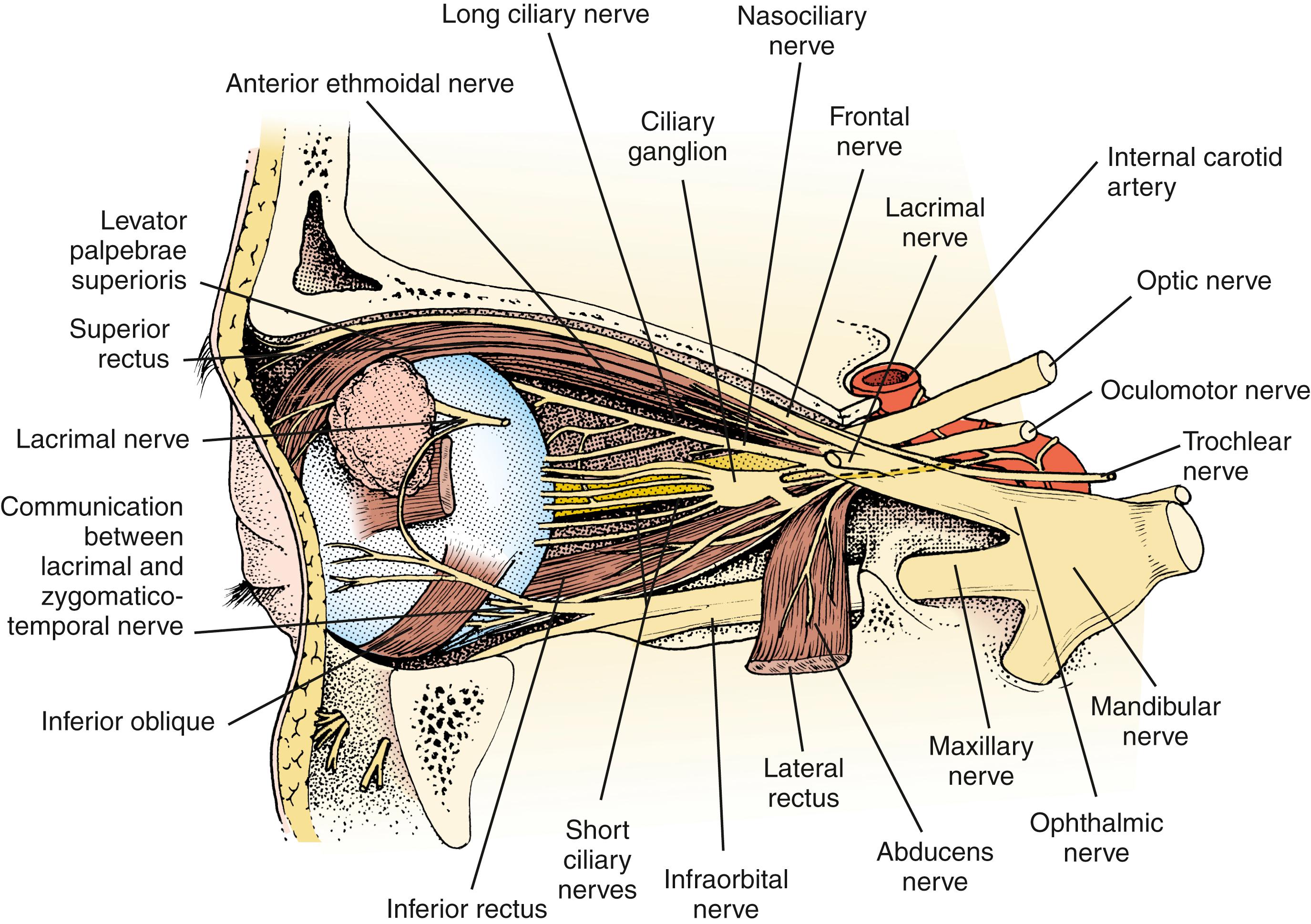 Fig. 103.2, Oculomotor, Trochlear, Abducens, and Trigeminal Nerve Distributions in the Orbital Apex and Orbit.