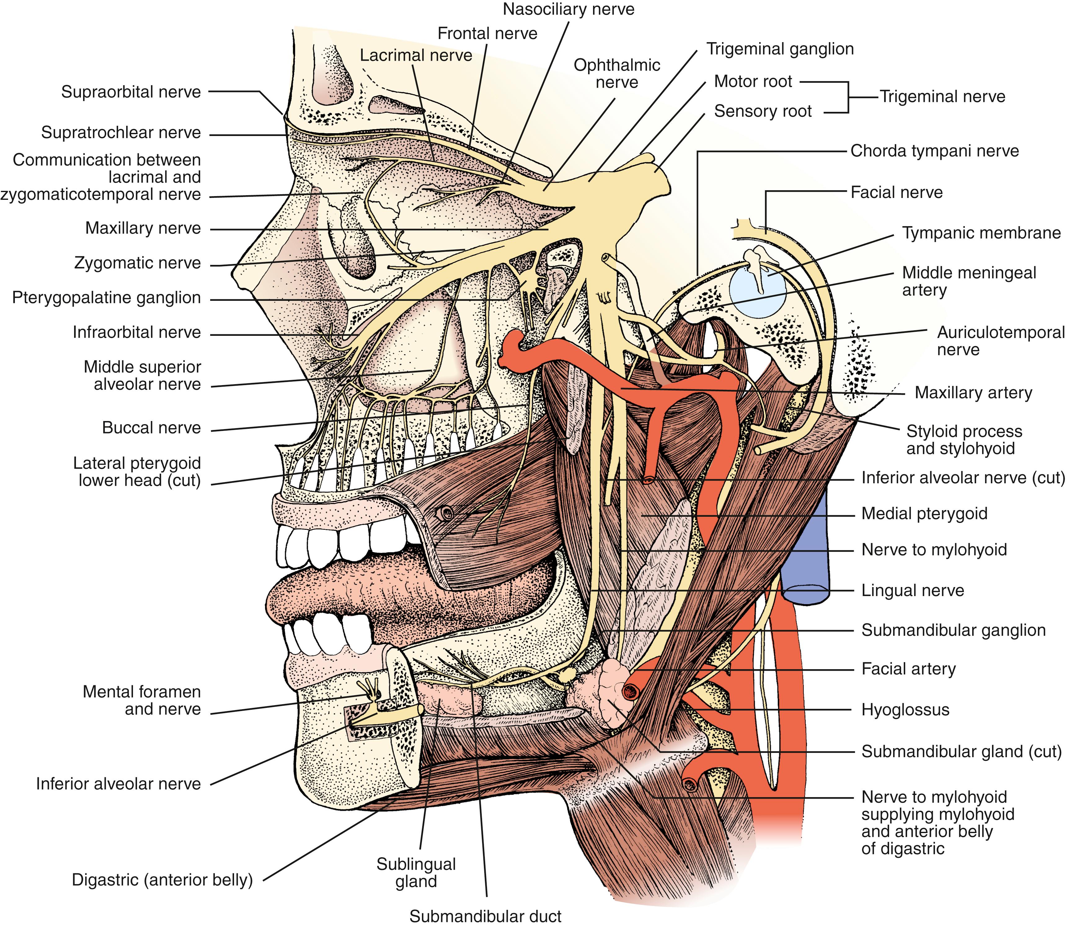 Fig. 103.7, Trigeminal nerve ophthalmic (1), maxillary (2), and mandibular (3) branches emerging from the semilunar (trigeminal or gasserian) ganglion.