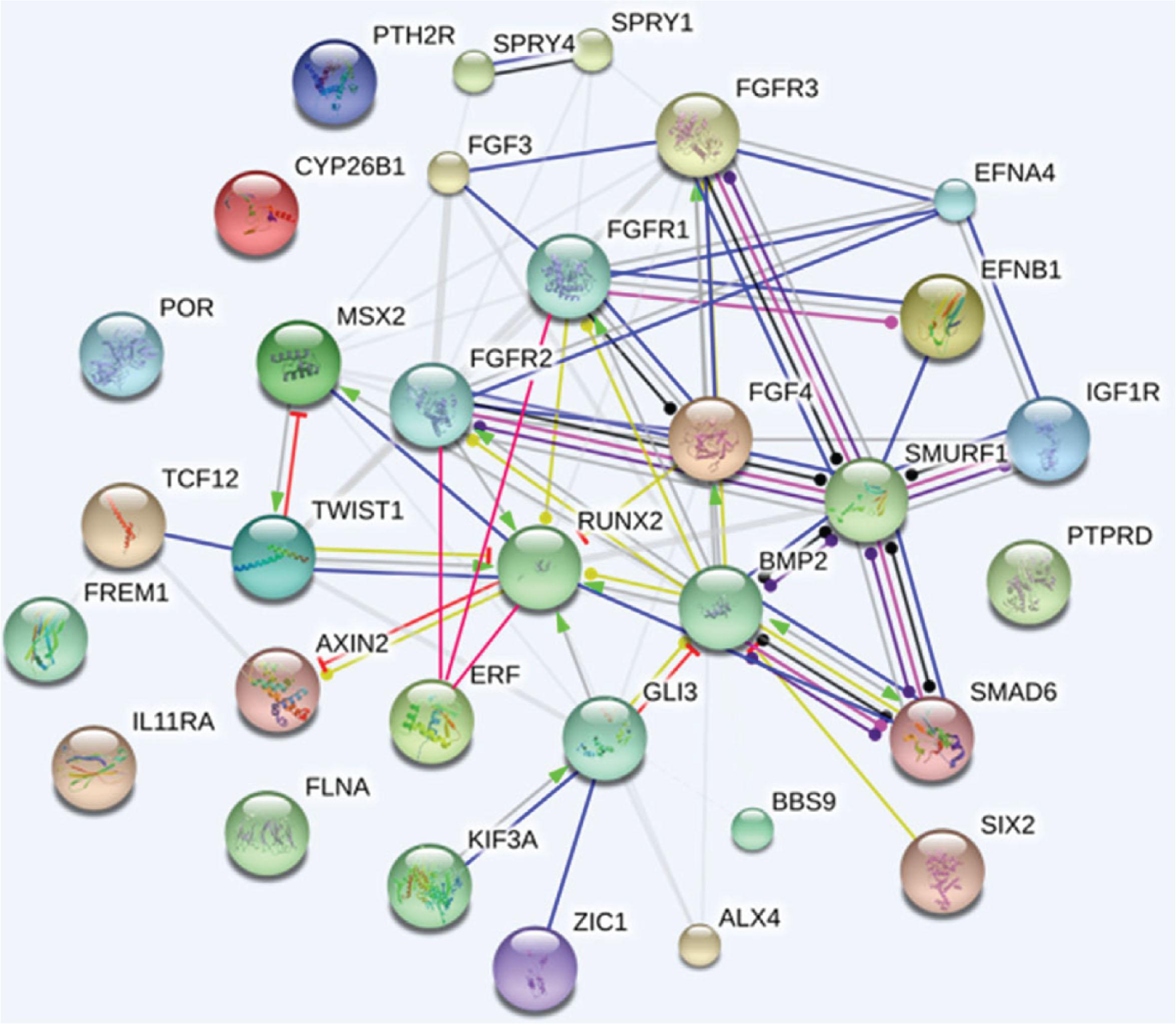 Figure 25.1.9, Craniosynostosis gene network. The diagram shows known and predicted interactions among candidate genes implicated in the etiopathogenesis of craniosynostosis. The lines connecting nodes represent the most relevant and best characterized types of protein–protein association within the networking genes, according to the following color codes: green = activation, red = inhibition, blue = binding, violet = catalysis, pink = post-translation modification, black = reaction, yellow = transcriptional regulation. Grey lines symbolize predicted links based on literature search. Thicker lines represent stronger associations between proteins. The line ending shape represents the effect (whenever applicable) of the molecular action: arrow end = positive, transverse line end = negative, ball end = unspecified.