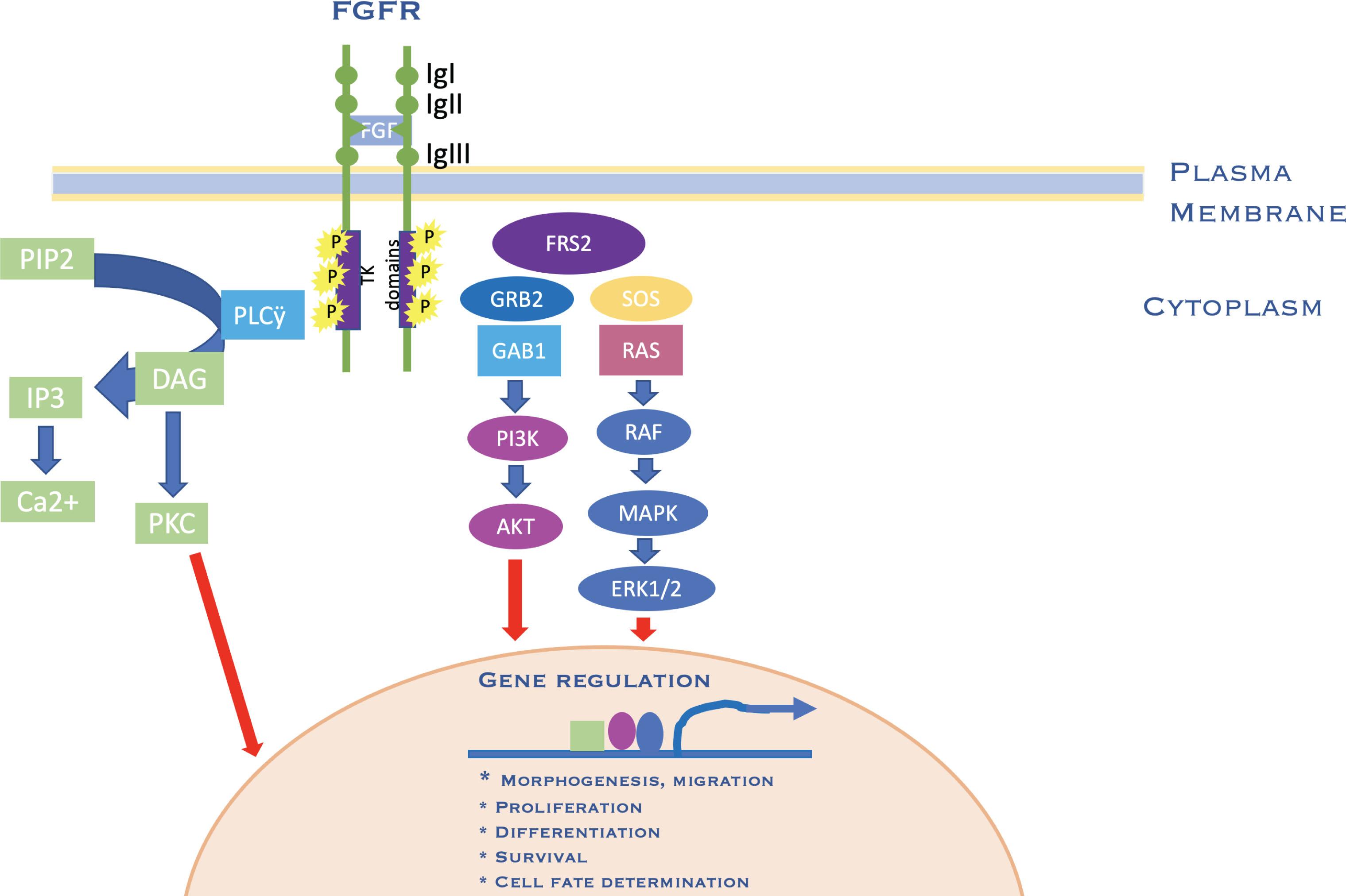 Figure 25.1.10, FGF signaling network. A typical FGFR gene encodes a tyrosine kinase (TK) receptor. This receptor has an extracellular ligand-binding site comprised of immunoglobulin-like domains (IgI, IgII, and IgIII), transmembrane region and divided intracellular tyrosine kinase domains, TK1 and TK2. The signaling pathway mainly operates through at least three distinct pathways. Initiation of RAS/MAPK pathways starts with formation of FRS2 complex and regulates cell proliferation and differentiation. The PI3K/AKT pathway controls cell survival and fate determination after getting initiated by FRS2 complex formation. Activation of PKC pathway started with binding of PLCγ to the activated FGFR and regulates morphogenesis and migration of cells.