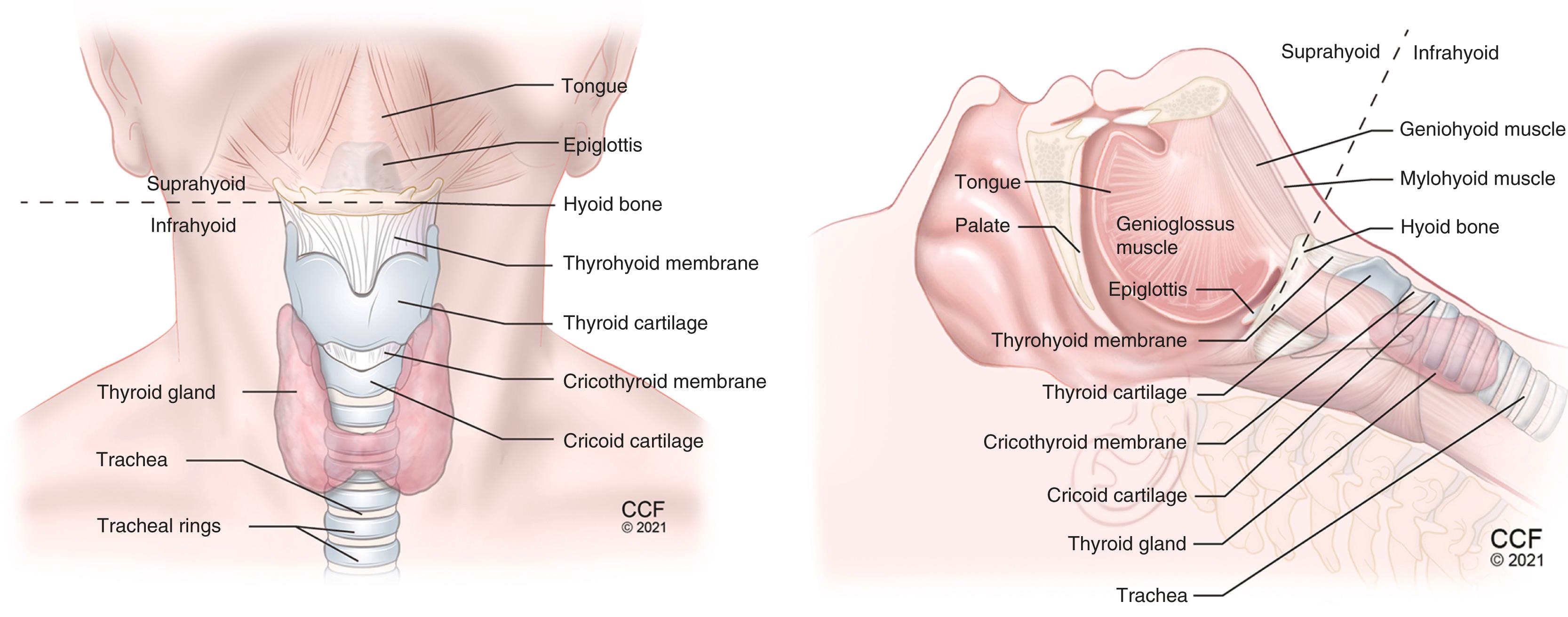 Figure 32.1, Anatomy of the neck. Anterior view (left panel) and lateral view (right panel) showing important airway structures.