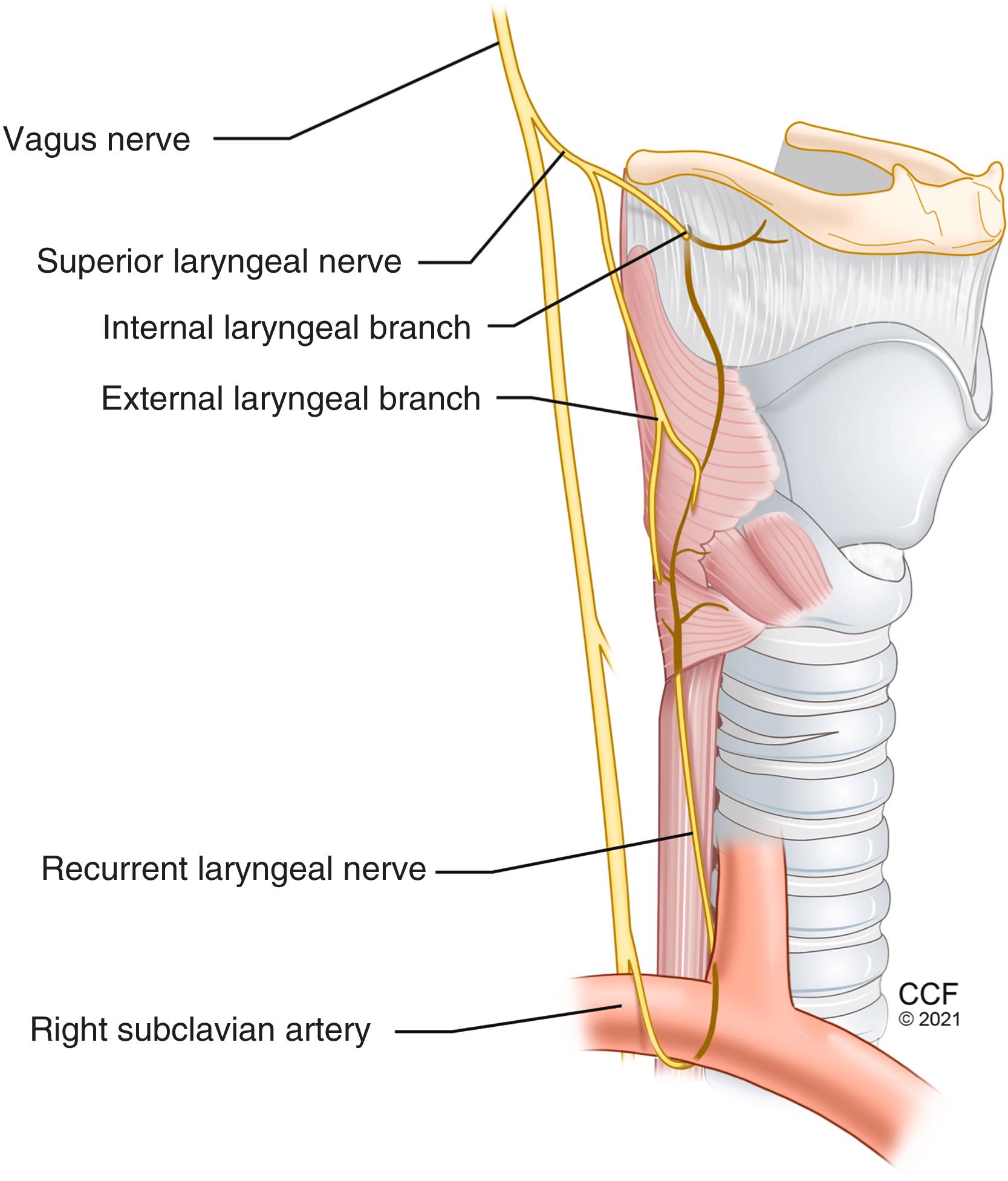 Figure 32.12, Nerve supply of the larynx.