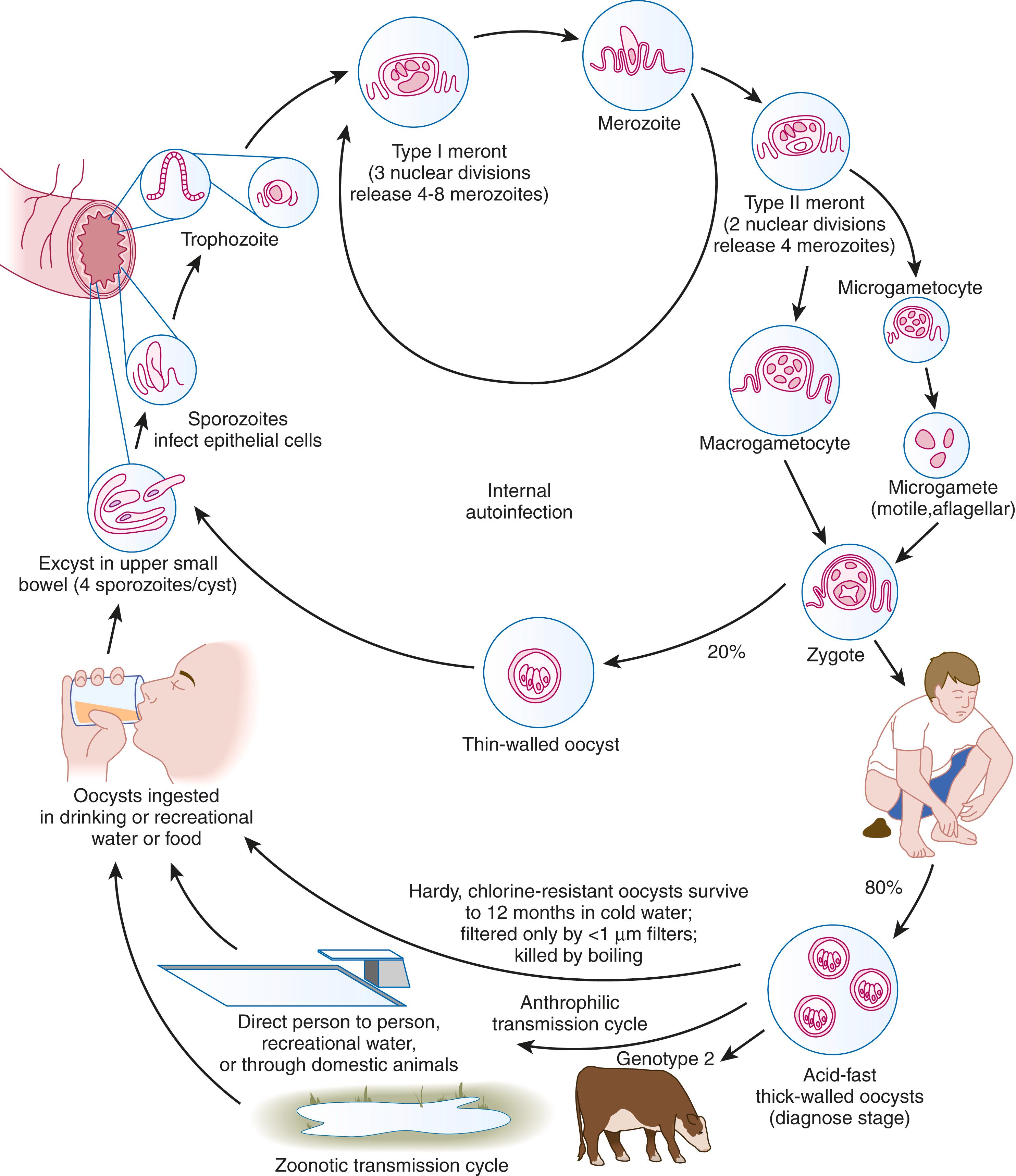 FIGURE 321-1, Life cycle of Cryptosporidium spp.