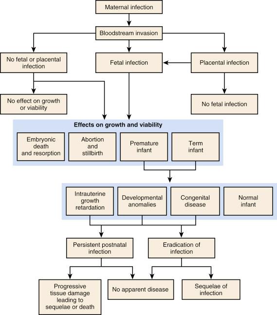 Figure 1-1, Pathogenesis of hematogenous transplacental infections.