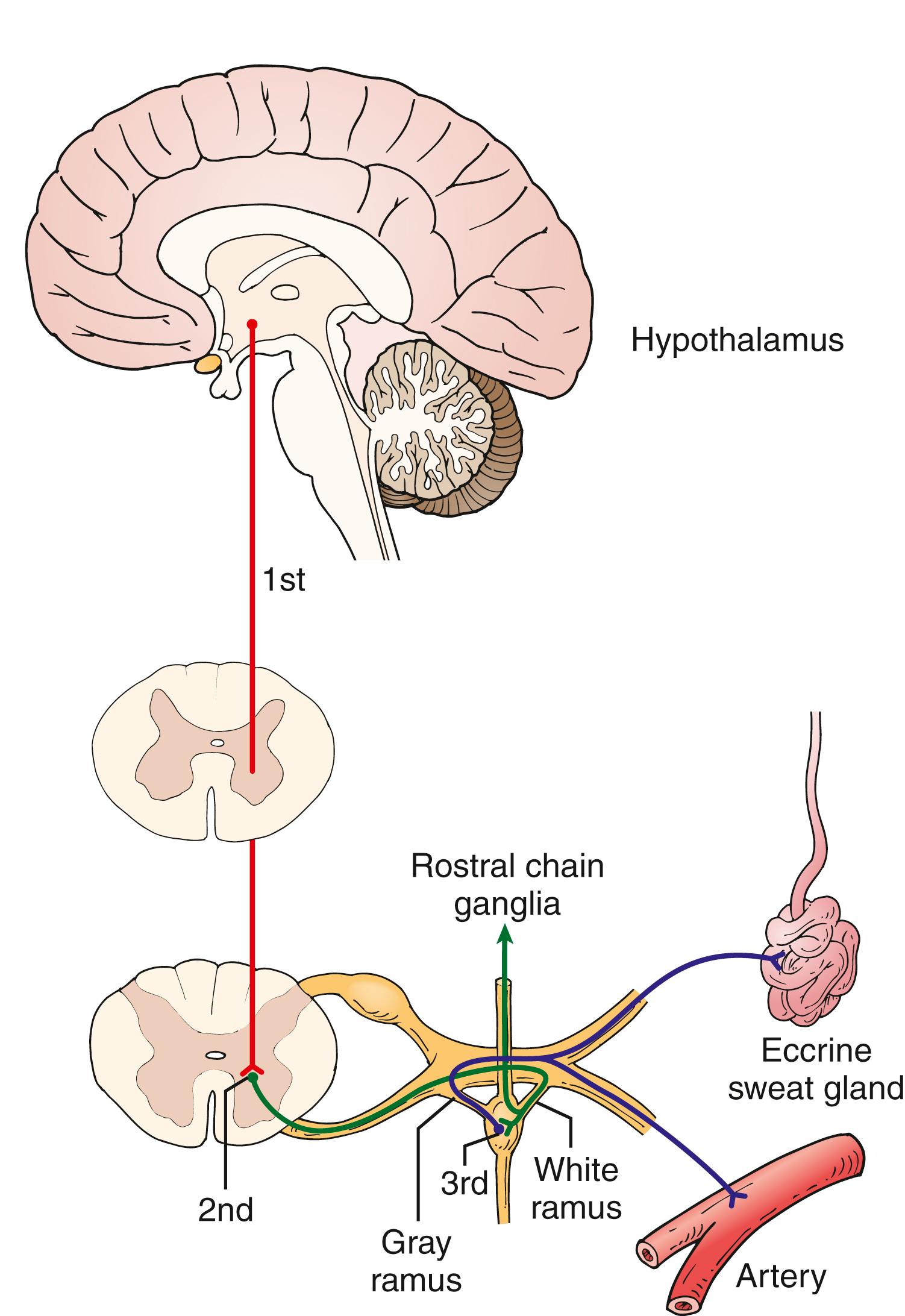 Figure 193.1, The Motor Sympathetic Route.