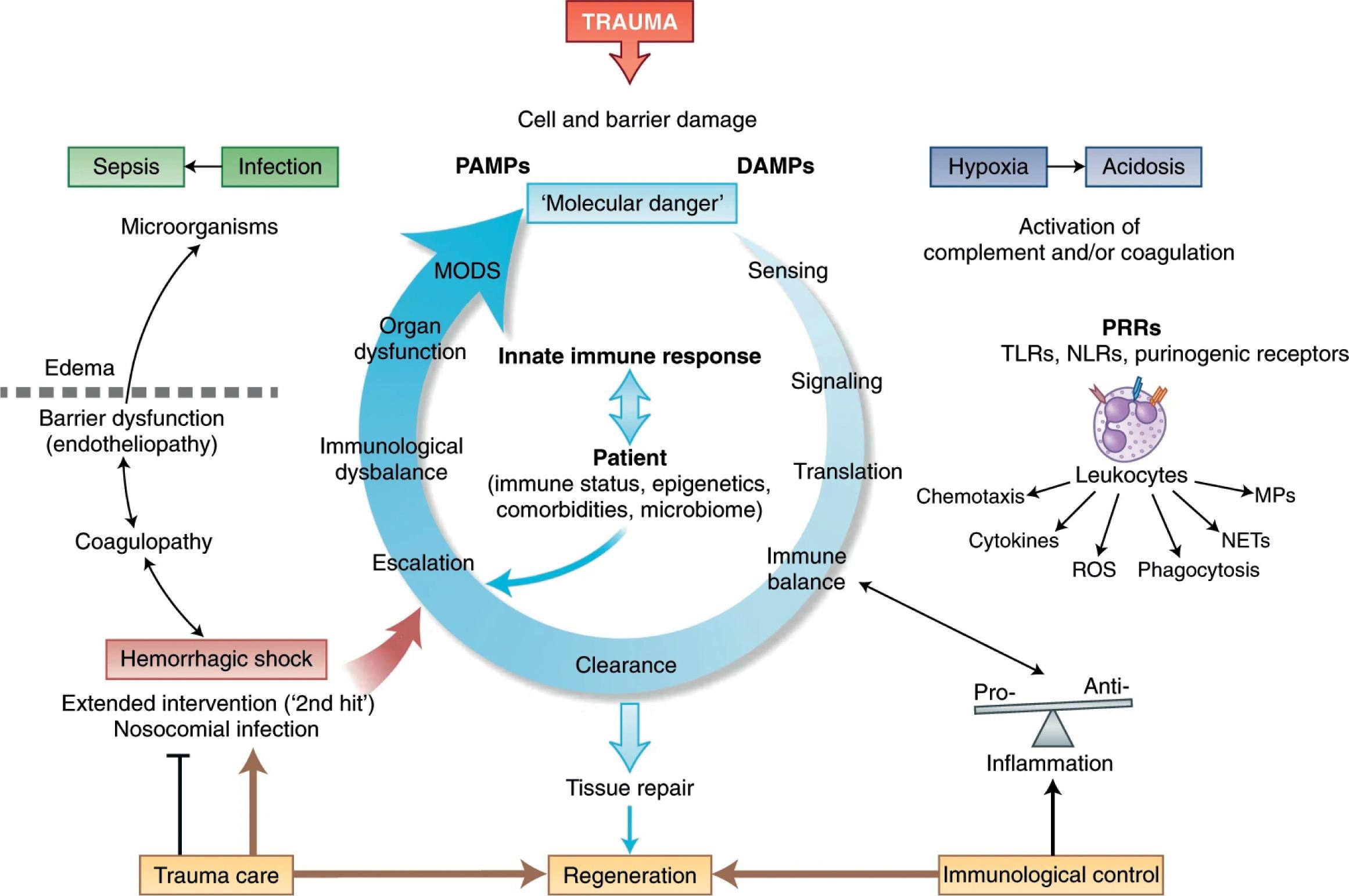 FIGURE 1, Innate immune responses to trauma. DAMP, damage-associated molecular pattern; MODS, multiple-organ dysfunction syndrome; MP, microparticle; NET, neutrophil extracellular trap; NLR, NOD-like receptors; PAMP, pathogen-associated molecular patterns; PRR, pattern-recognition receptors; ROS, reactive oxygen species; TLR, toll-like receptors.