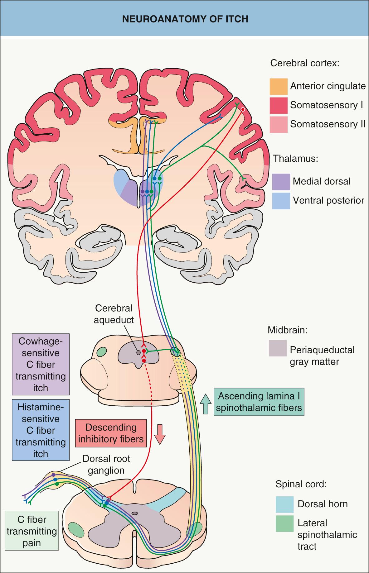 Fig. 5.1, Neuroanatomy of itch.