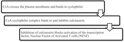 Fig. 6.2, CsA mechanism of action: CsA binds to cyclophilin, forming a CsA-cyclophilin complex that inhibits calcineurin.