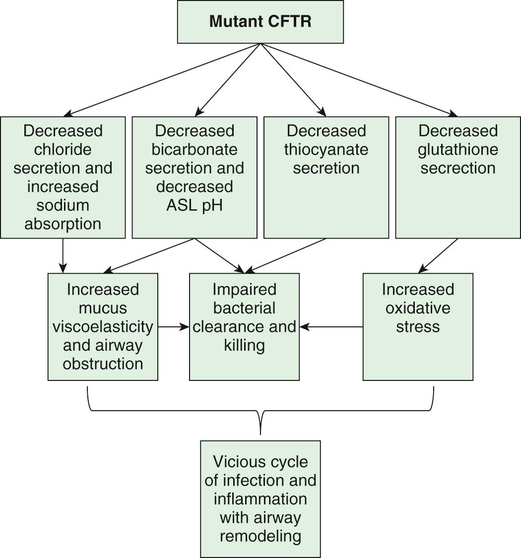 Fig. 432.4, Schema of mutant cystic fibrosis transmembrane conductance regulator (CFTR) mechanisms of chronic airway disease. CFTR conducts several anions including chloride, bicarbonate, thiocyanate, and glutathione. The loss of CFTR function impacts critical airway epithelial functions: (1) It increases the risk for dehydration of airway surface liquid (ASL) with loss of chloride efflux and associated increased sodium channel activity. (2) The loss of secreted bicarbonate and/or acidic pH of the ASL increases mucous viscoelasticity resulting in failure of mucociliary transport. (3) Acidic pH in the ASL impairs normal innate immune clearance of bacteria. (4) Loss of thiocyanate impairs lactoperoxidase bacterial killing. (5) Loss of glutathione secretion depletes the antioxidant capacity of the airway resulting in increased inflammation, increased mucous secretion, and increased mucous viscoelasticity. These factors lead to a vicious cycle of infection and inflammation that is progressive.