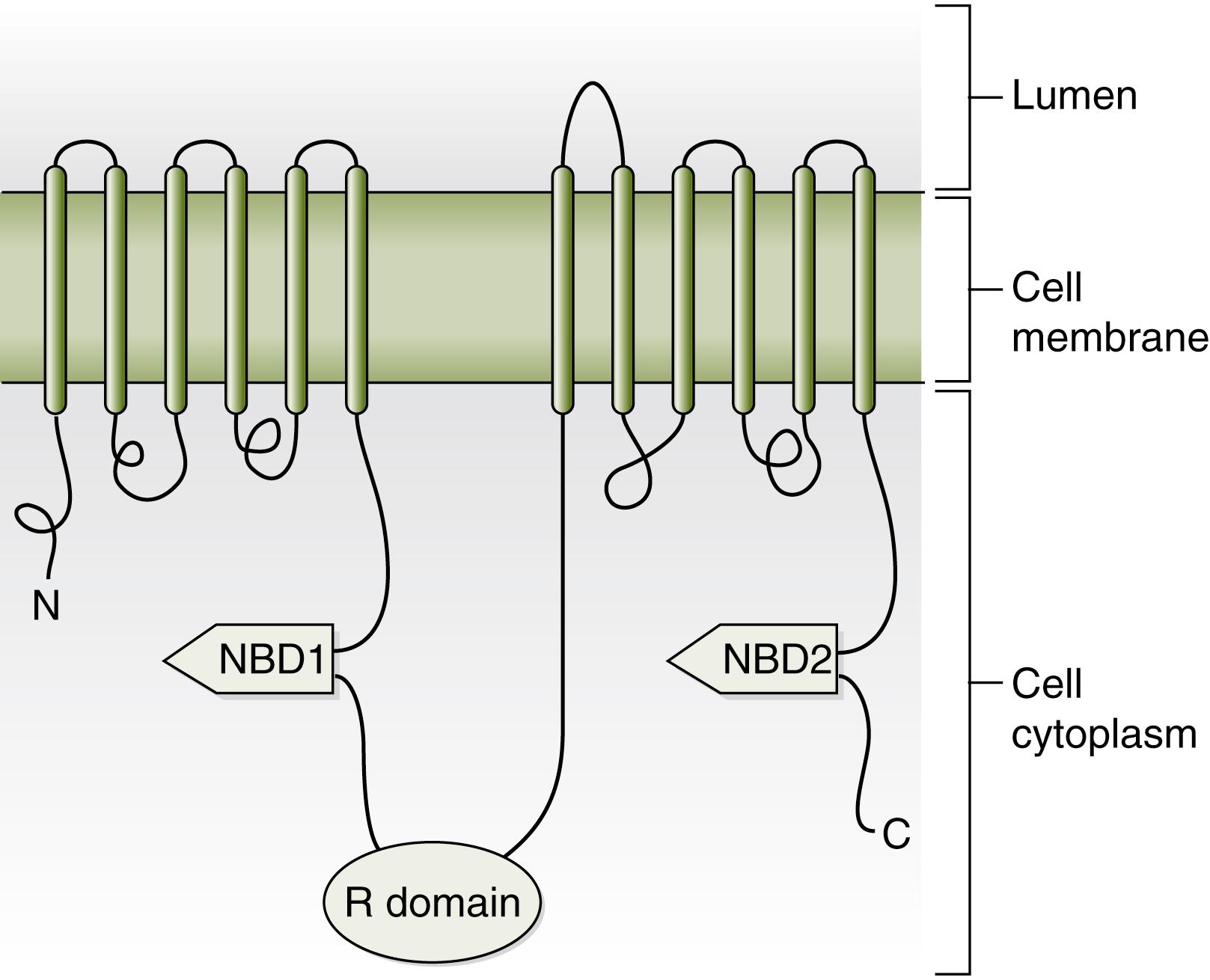 Fig. 81.1, Schematic of the Cystic Fibrosis Transmembrane Regulator Protein.