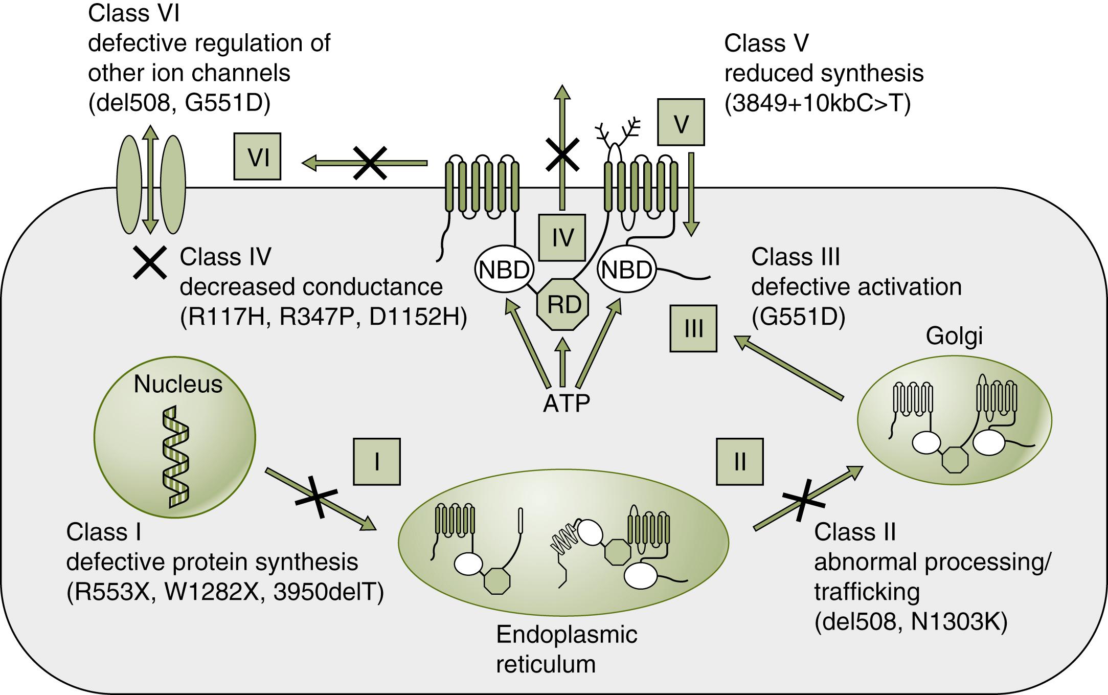 Fig. 81.2, Classes I–VI of CFTR Mutation.