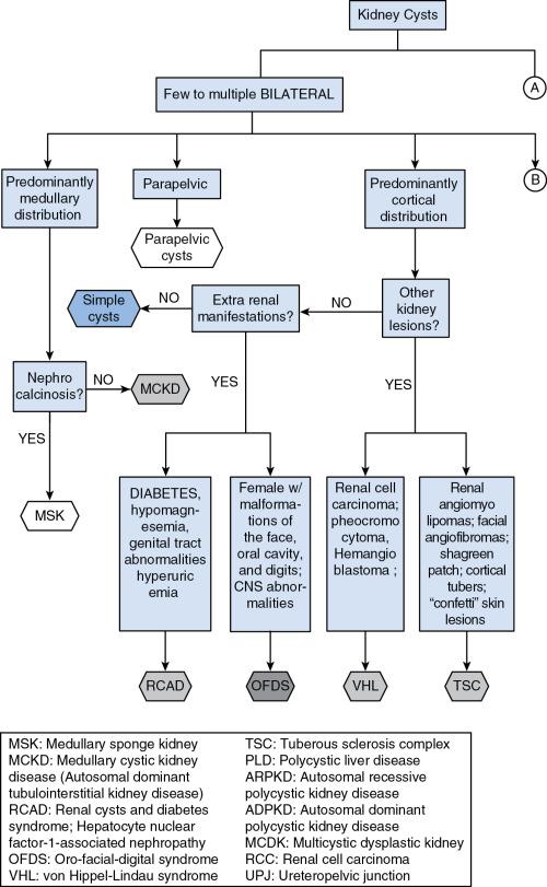 Figure 43.1., Algorithm diagnosis of cystic diseases of the kidney based on imaging characteristics, clinical presentation, and pattern of inheritance. (Reproduced from Kim, B., King, B. F., Jr., Vrtiska, T. J., Irazabal, M. V., Torres, V. E., & Harris, P. C. (2016). Inherited renal cystic diseases. Abdom Radiol (NY), 41, 1035–1051, with permission of Springer.)