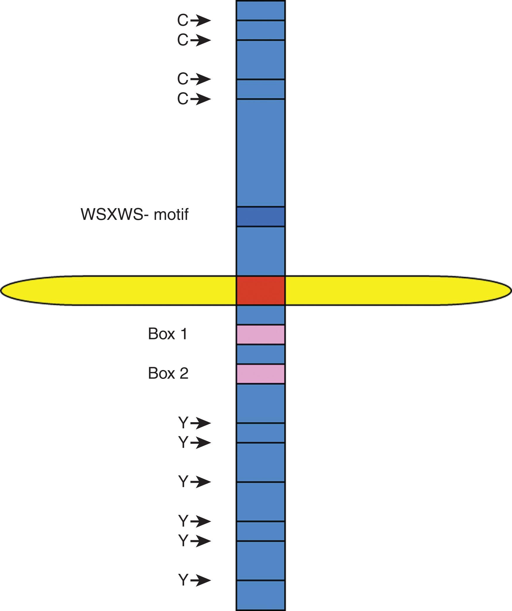 Figure 11.3, CYTOKINE RECEPTOR SUPERFAMILY.