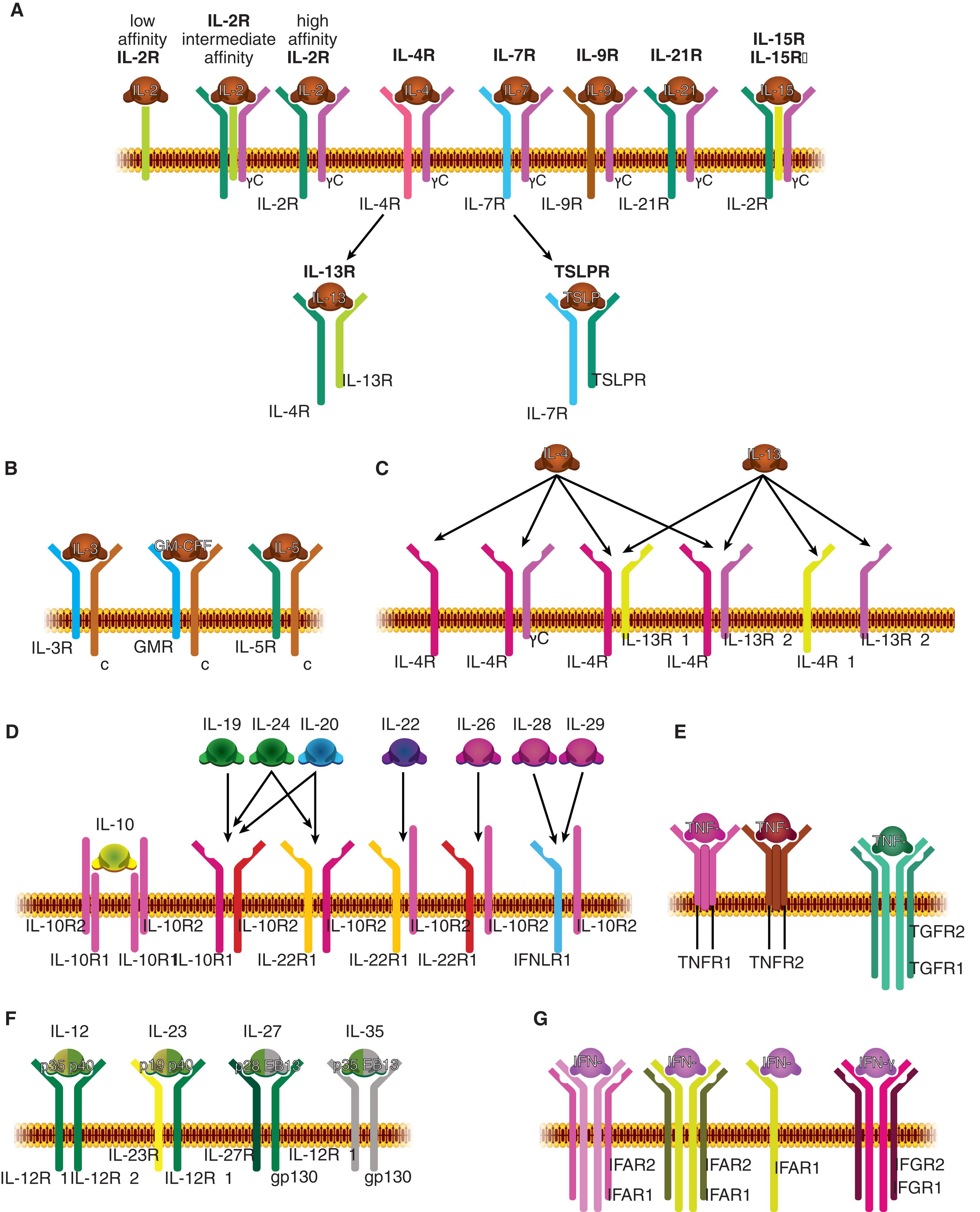 Figure 11.4, CYTOKINE RECEPTORS.