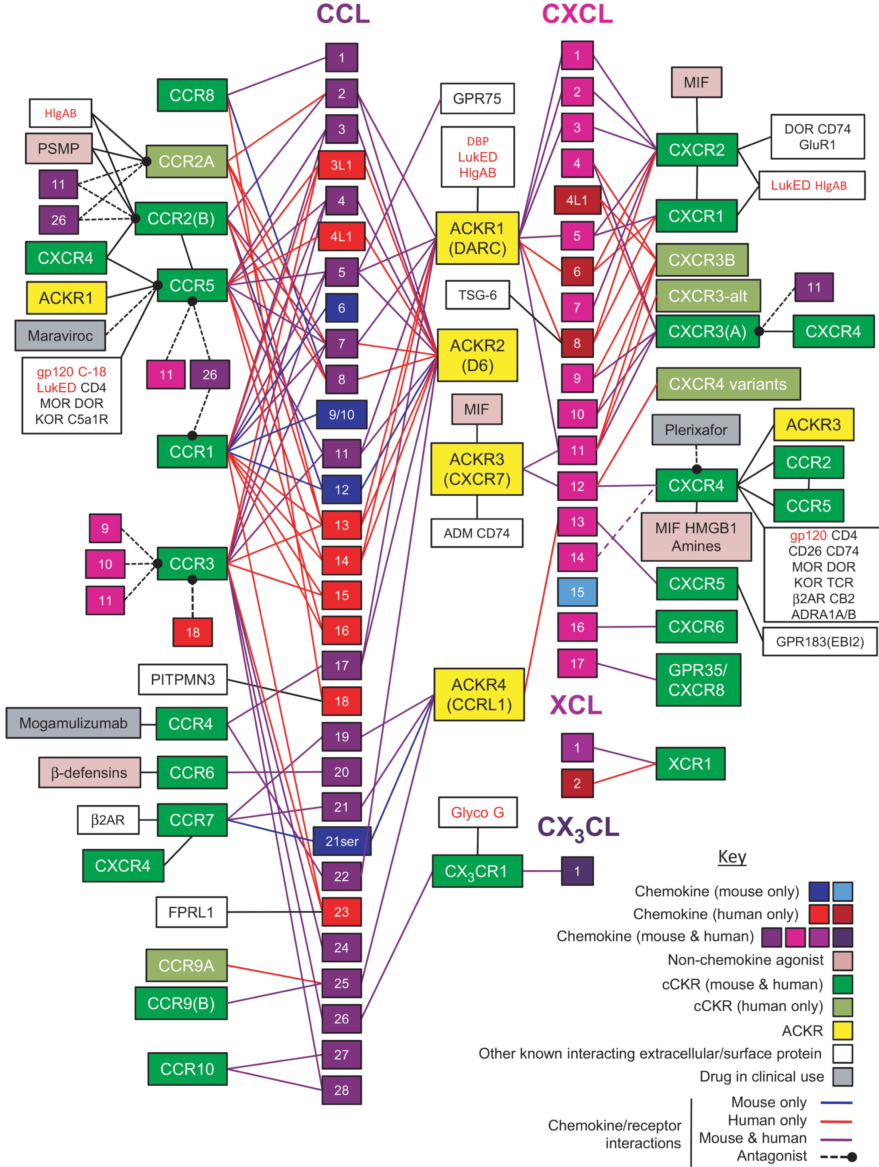 Figure 11.5, MAMMALIAN CHEMOKINE RECEPTORS AND INTERACTIONS WITH CHEMOKINES AND KEY SECRETED CELL SURFACE AND PATHOGEN-ENCODED MOLECULES.